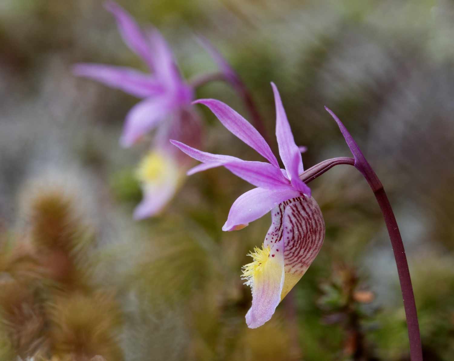 Calypso (Havre Saint-Pierre, Québec)