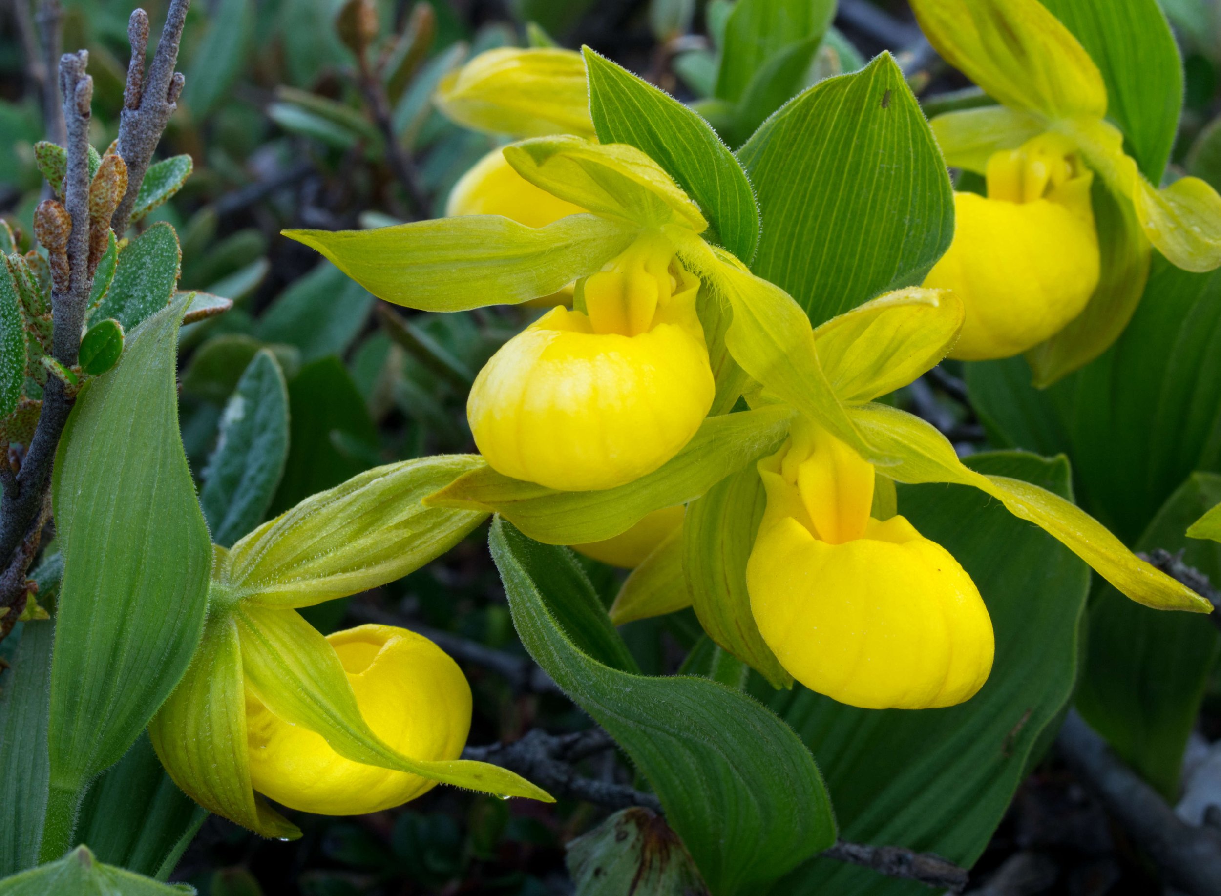 Cypripedium parviflorum_Grande Pointe_20200624_5.jpg