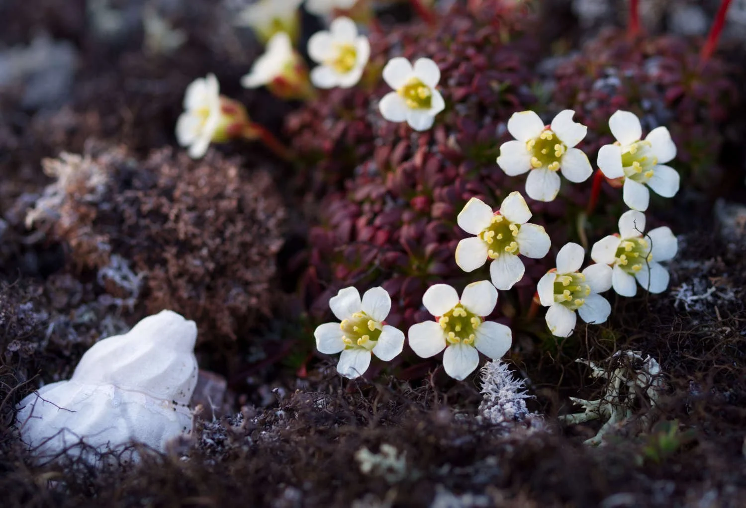 Lapland diapensia (Harrington Harbour, Quebec)