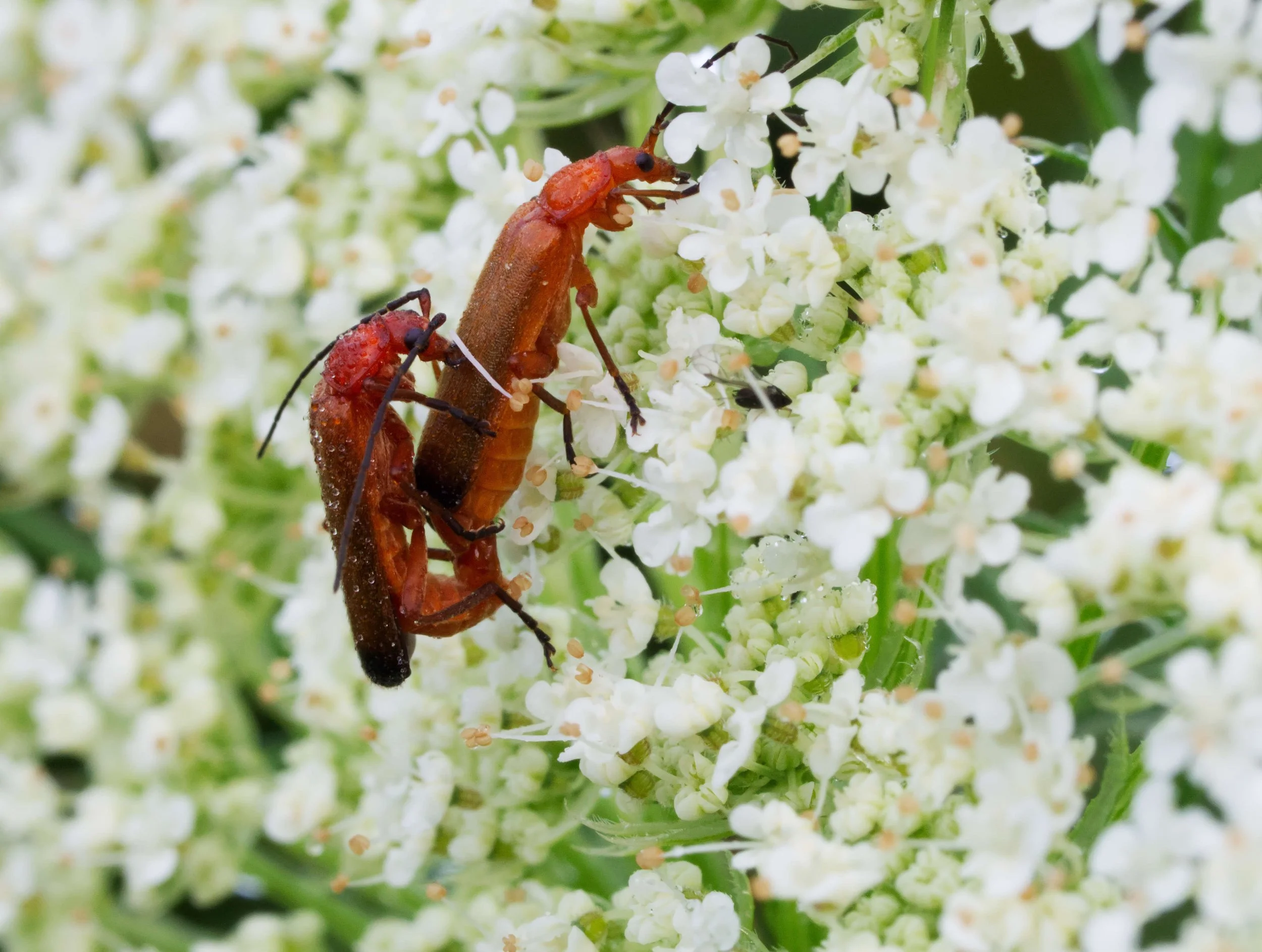Red soldier beetle on wild carrot 2