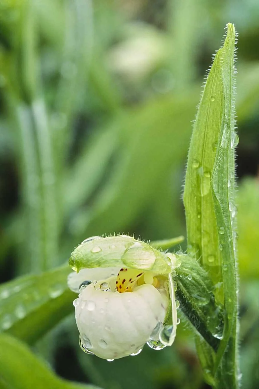 Sparrows-egg lady's-slipper (Mingan Archipelago National Park Reserve, Québec)