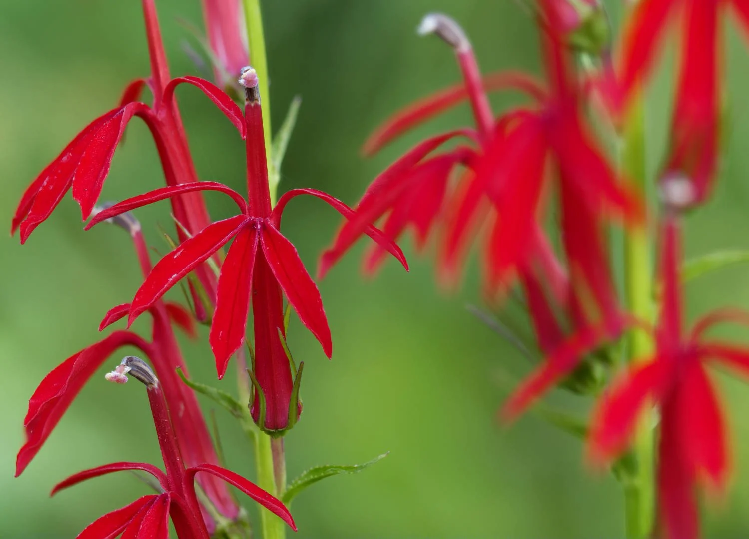 Lobelia cardinalis_20250731_Parc des Hauts Fonds_2.jpg