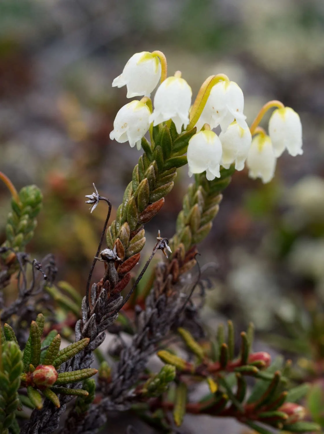 Cassiope tetragone / Four-angled mountain heather