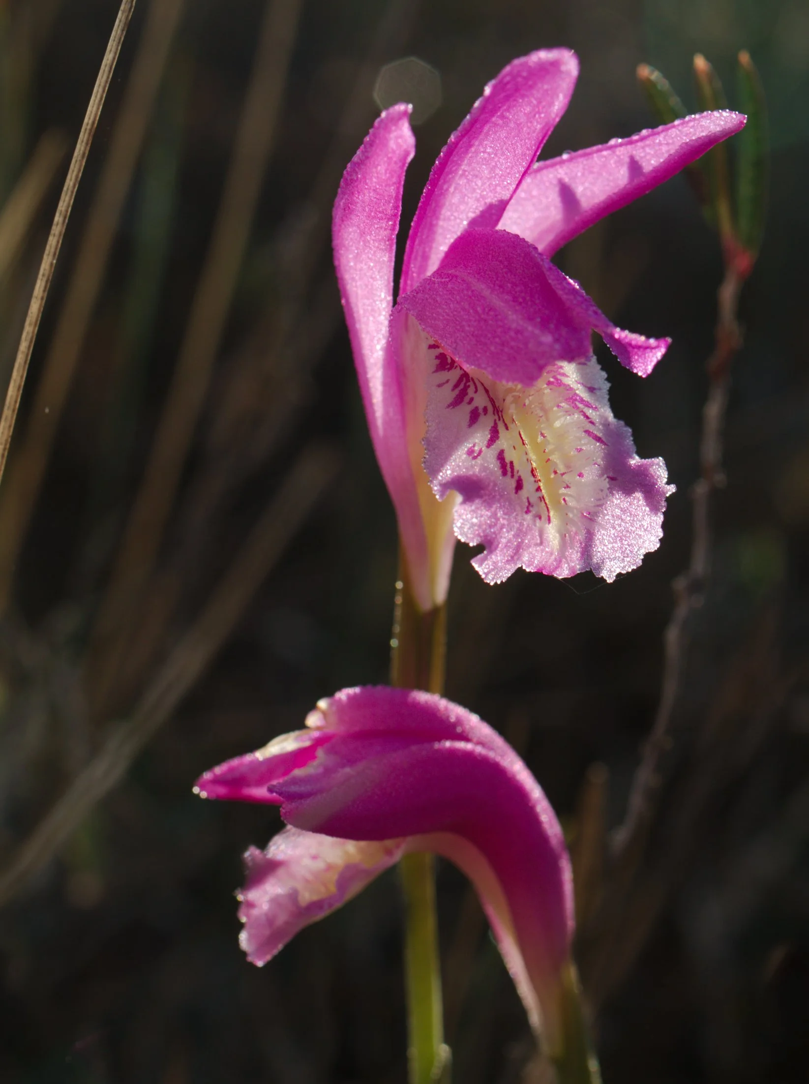 Arethusa bulbosa_Minganie_20200626_9_small.jpg