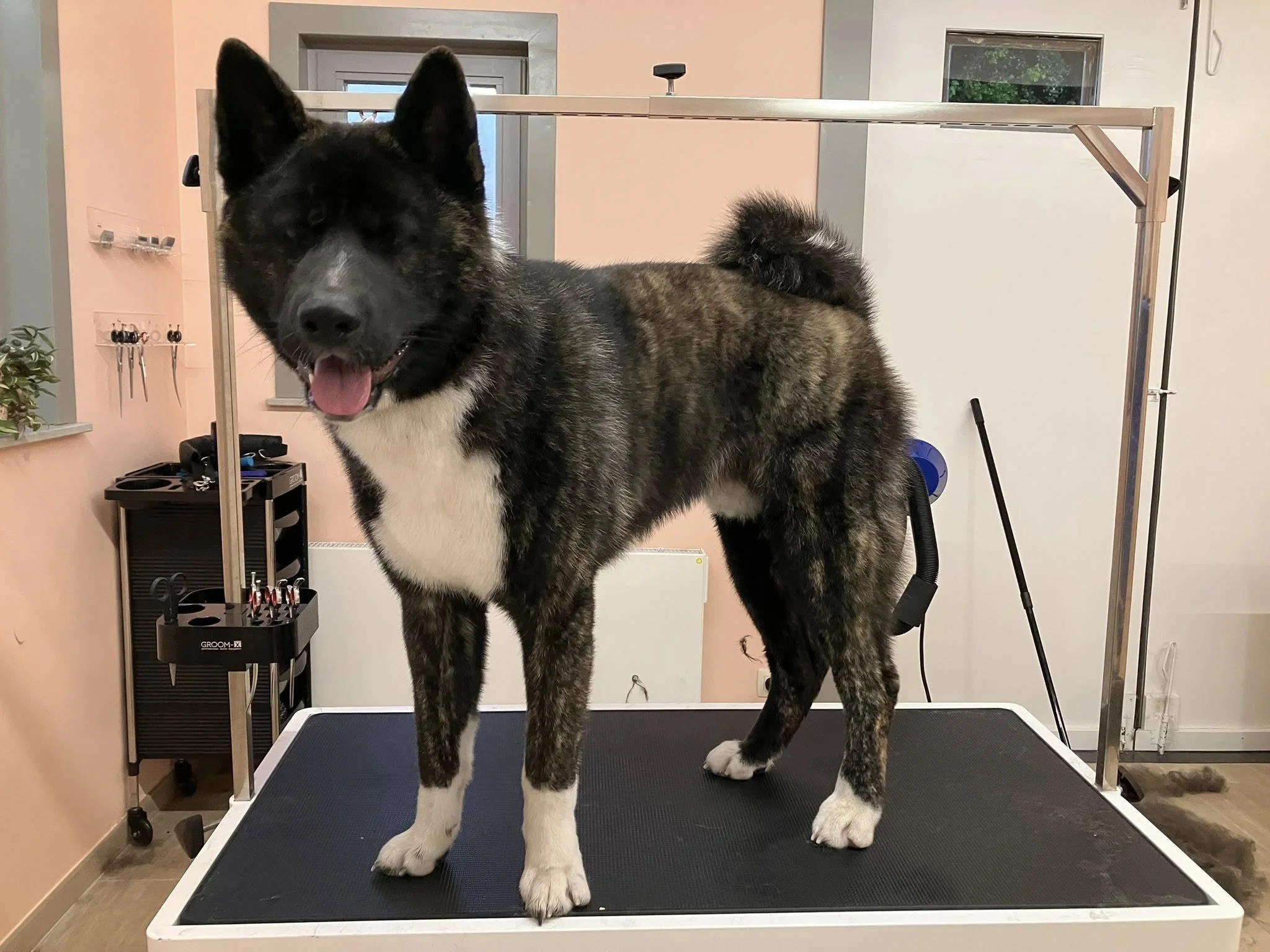 Jaxx.jpg