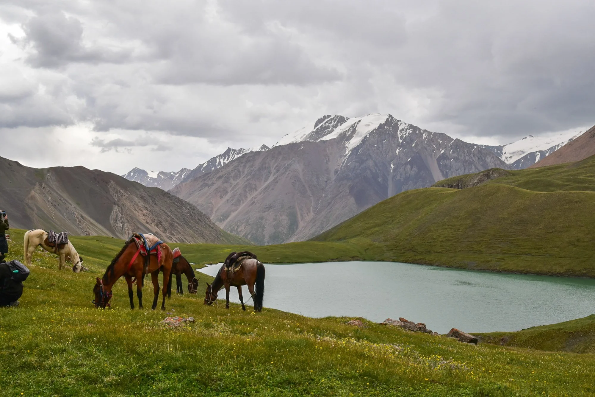 more horses.jpg