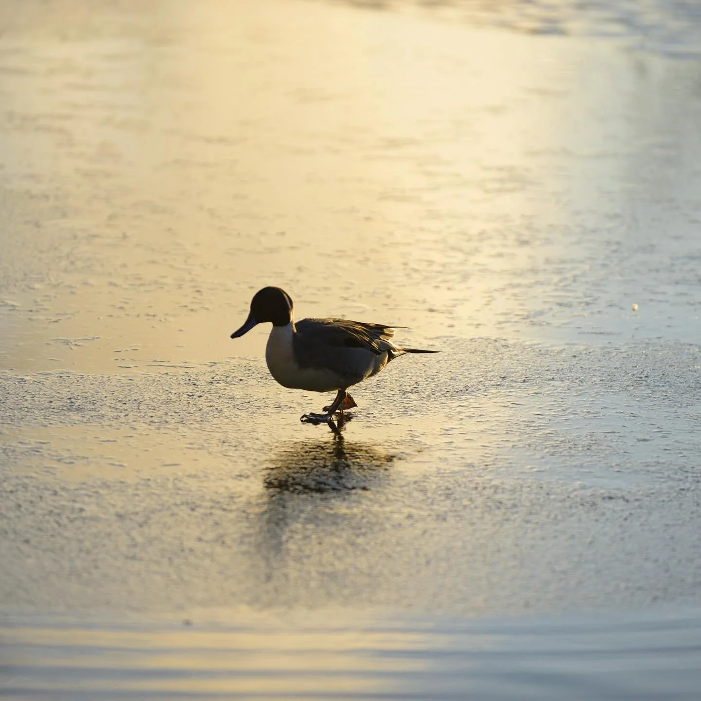 Le Vesinet , Parc des Ibis
