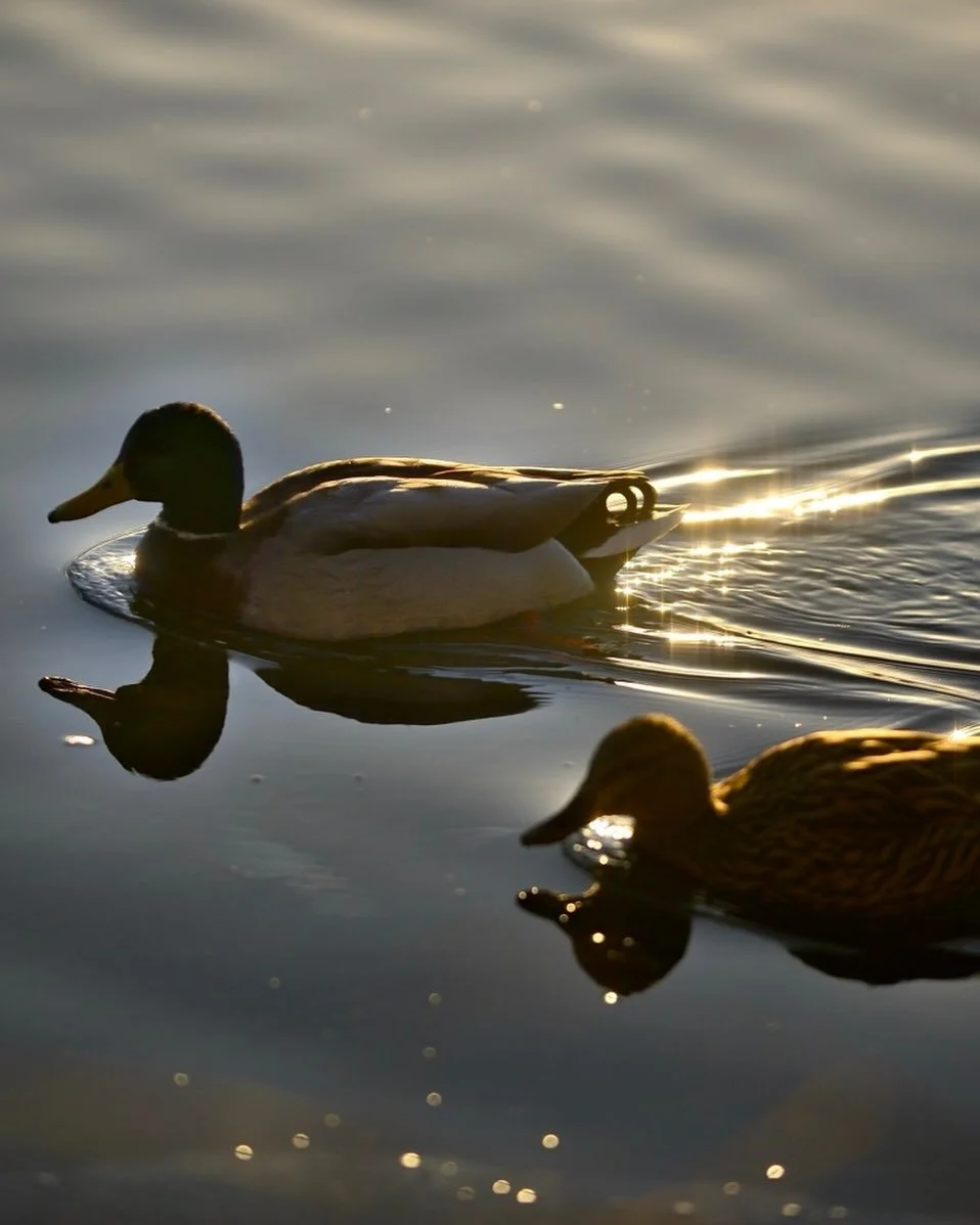 Nikon D 700 de 2008 &hellip;