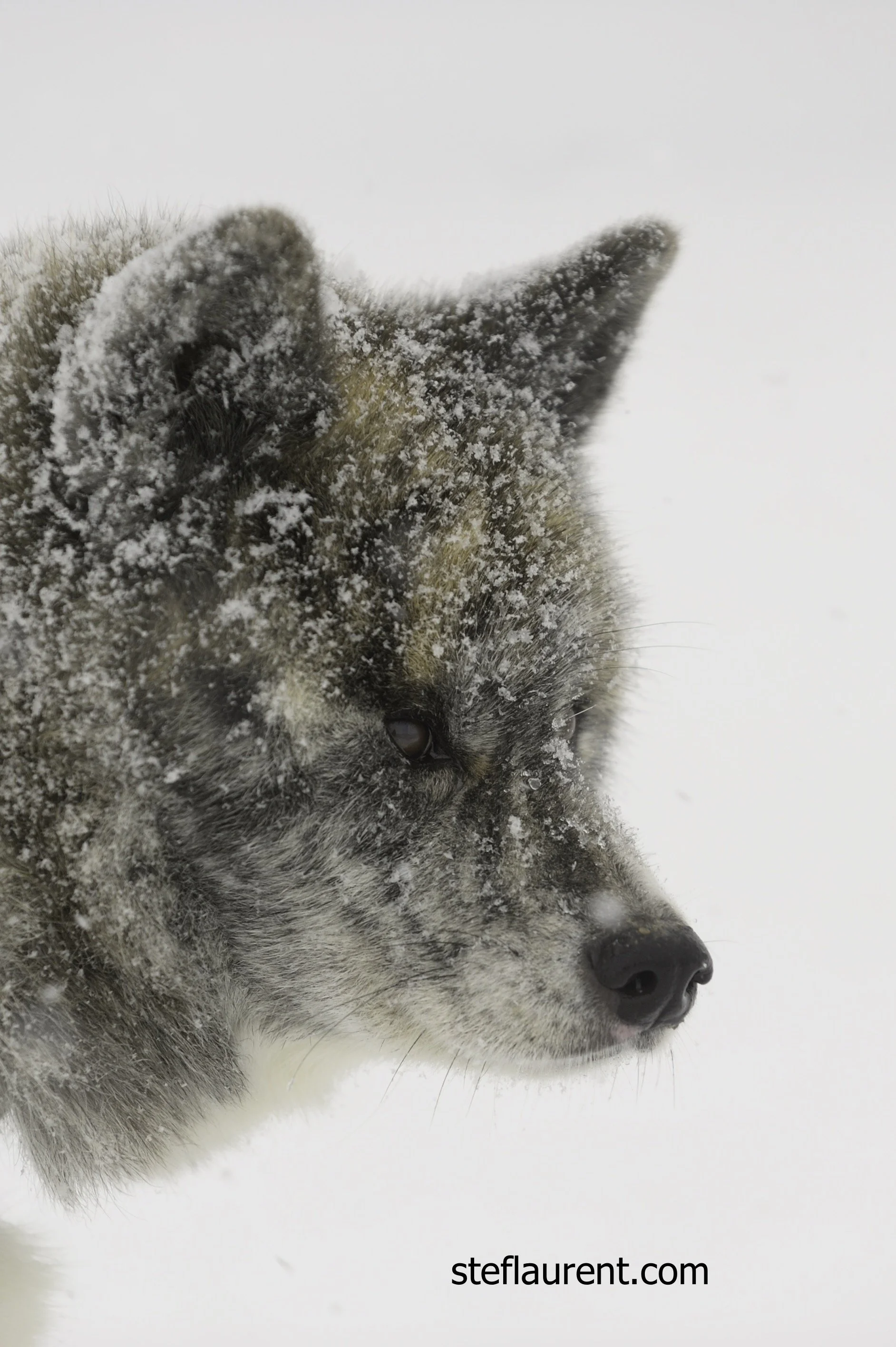 Une LEGENDE, Nikon AF-S 80-200 f/2,8 D if ed