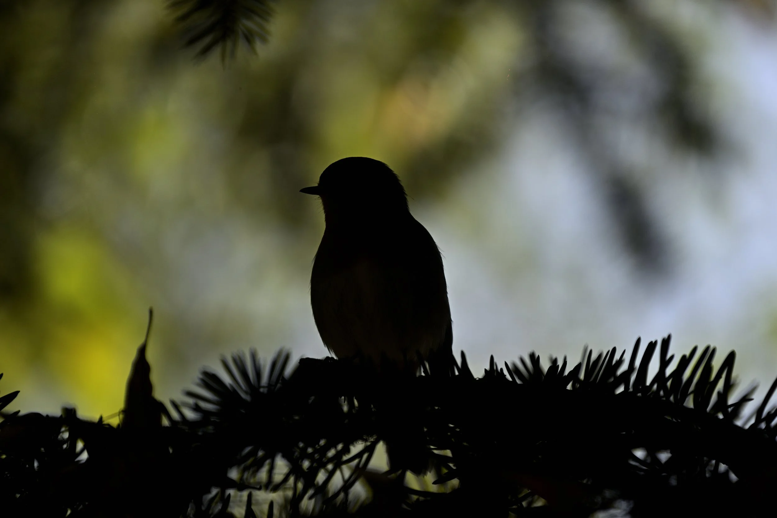 Balade au parc …