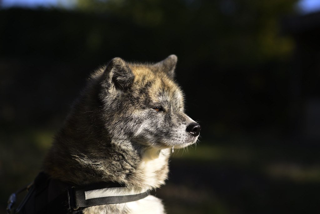 Onaya akita