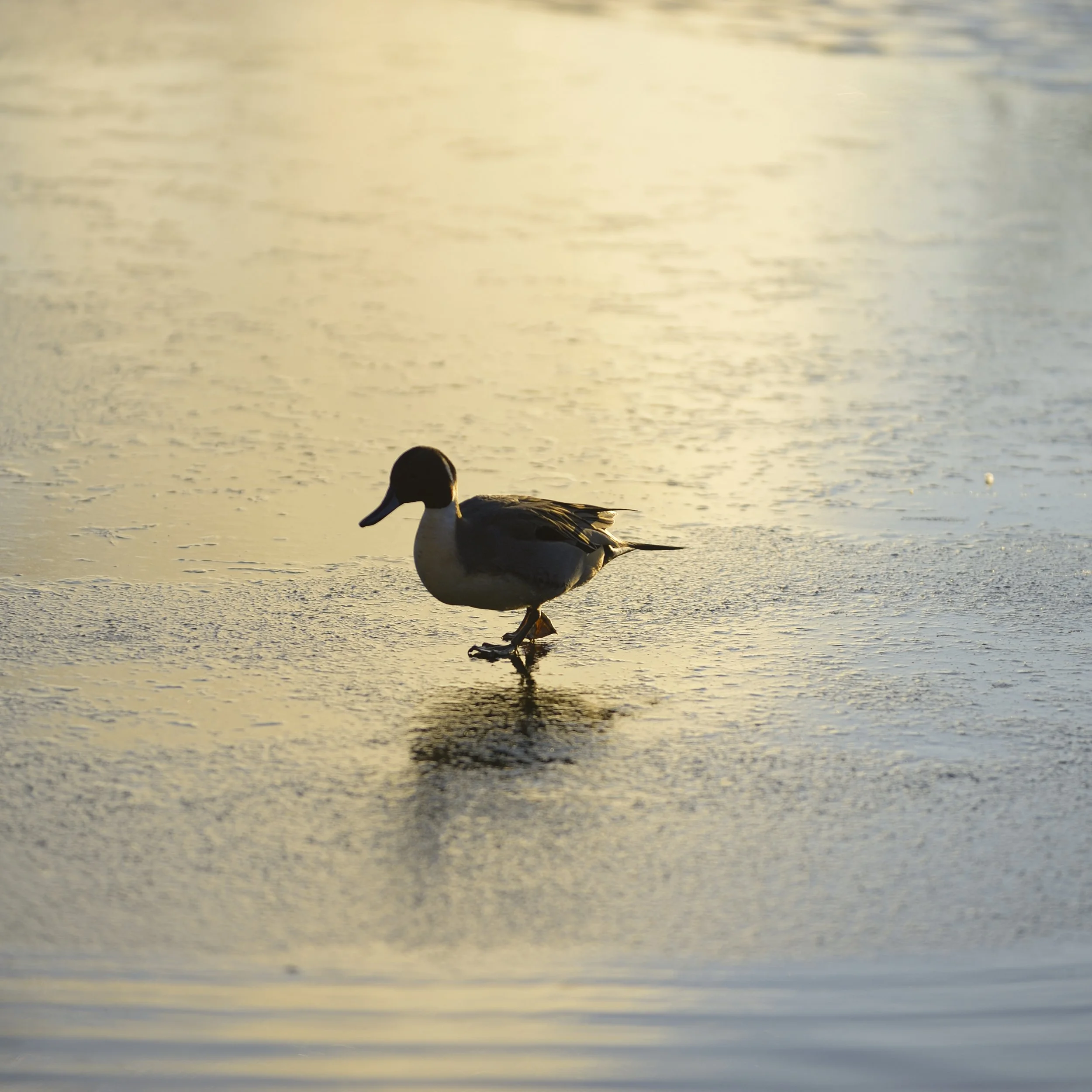 canard reflet glace soleil orange