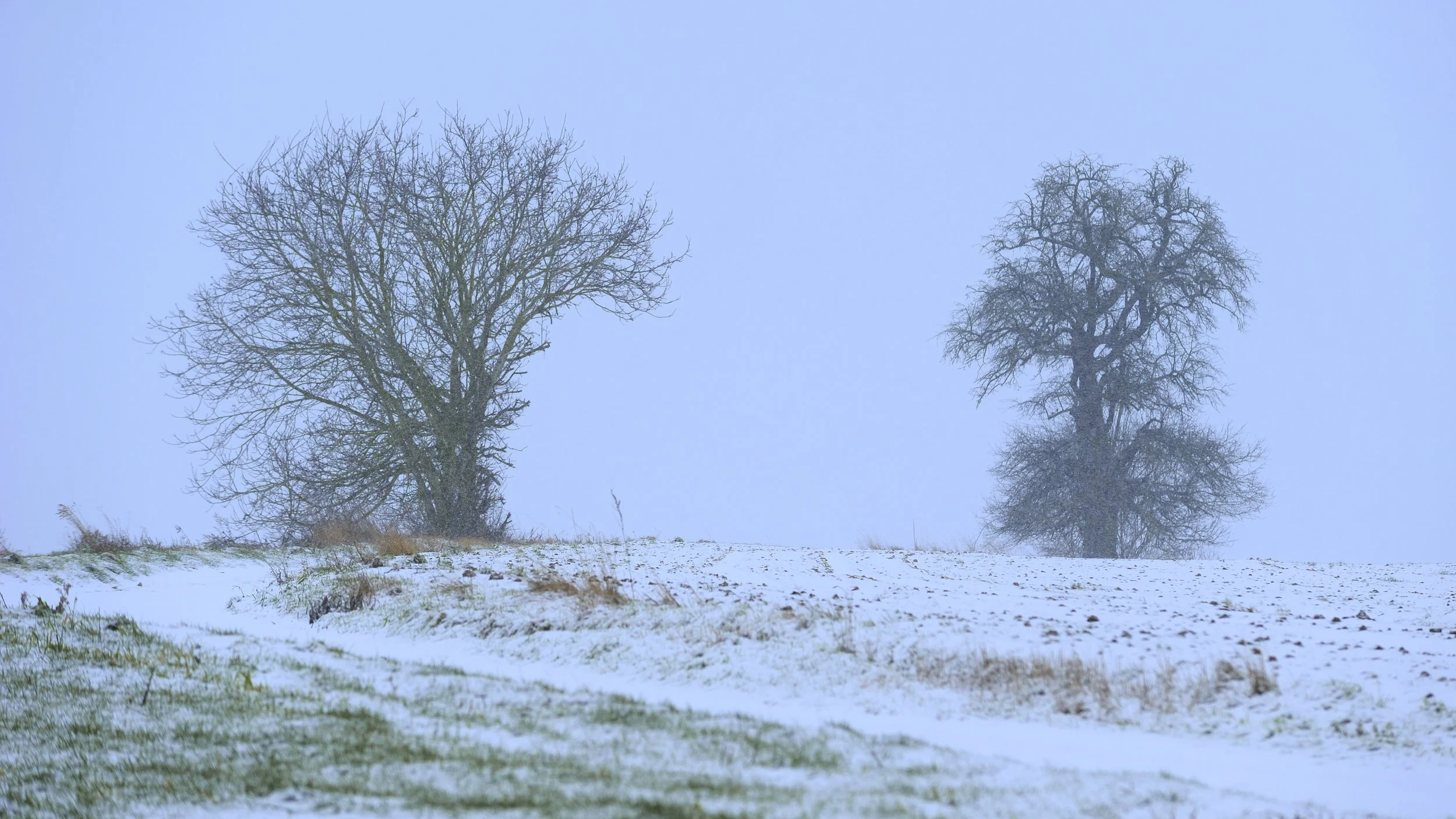 arbres neige campagne
