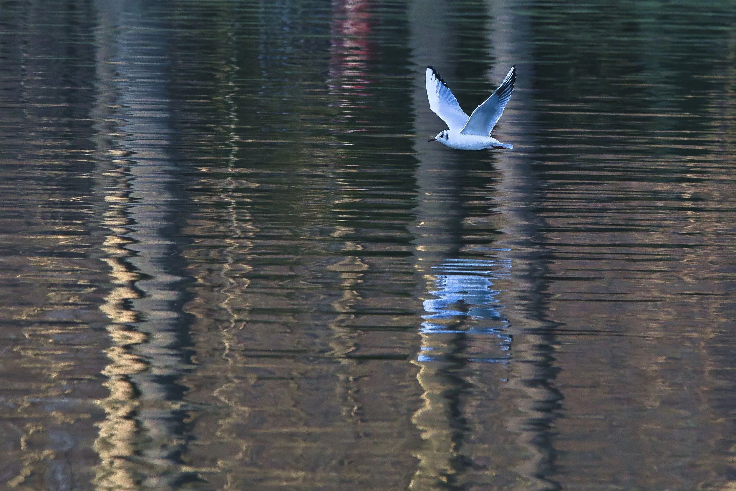 Mouette et reflet du lac Versailles