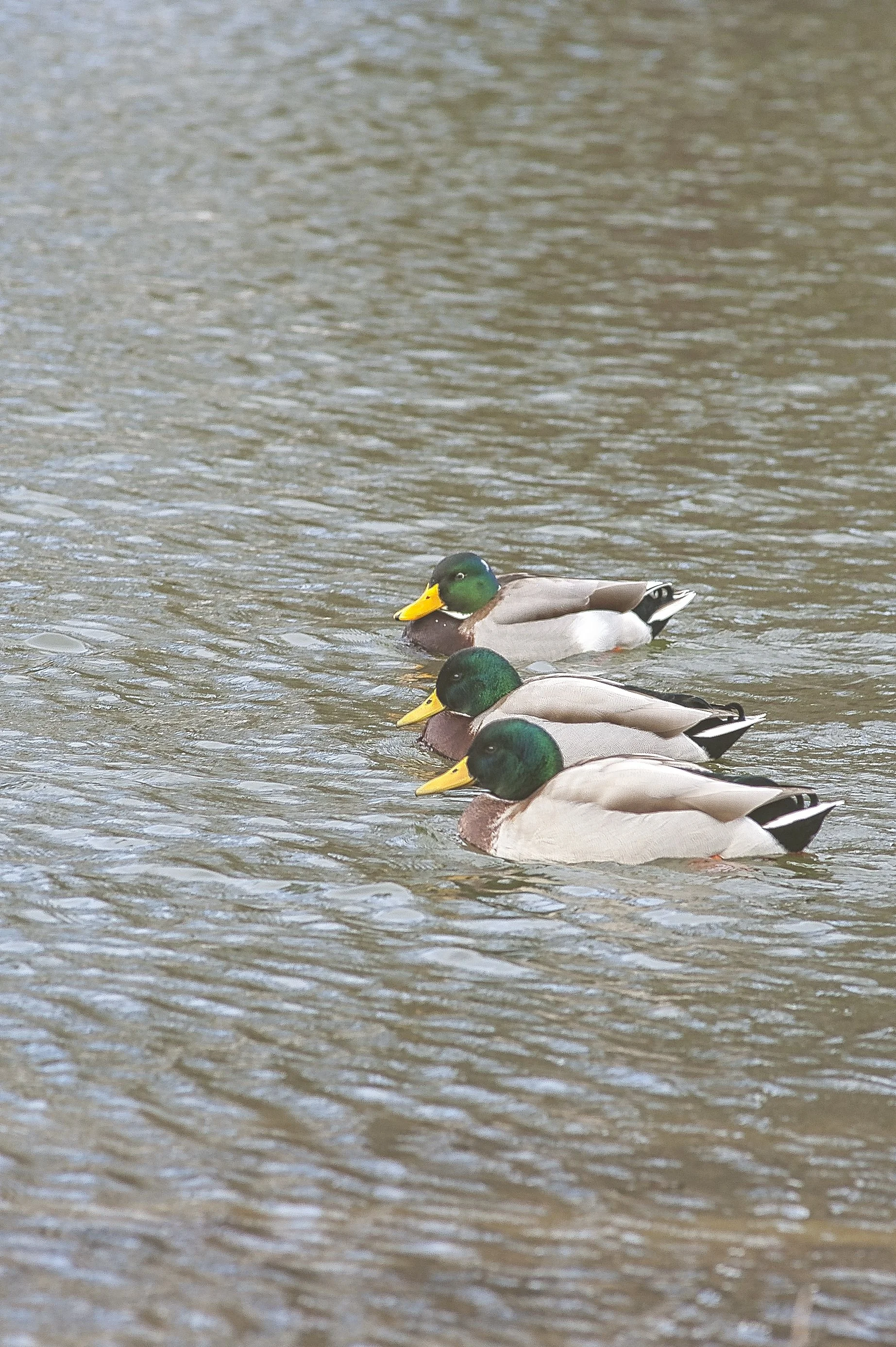 Canards en Balade 
