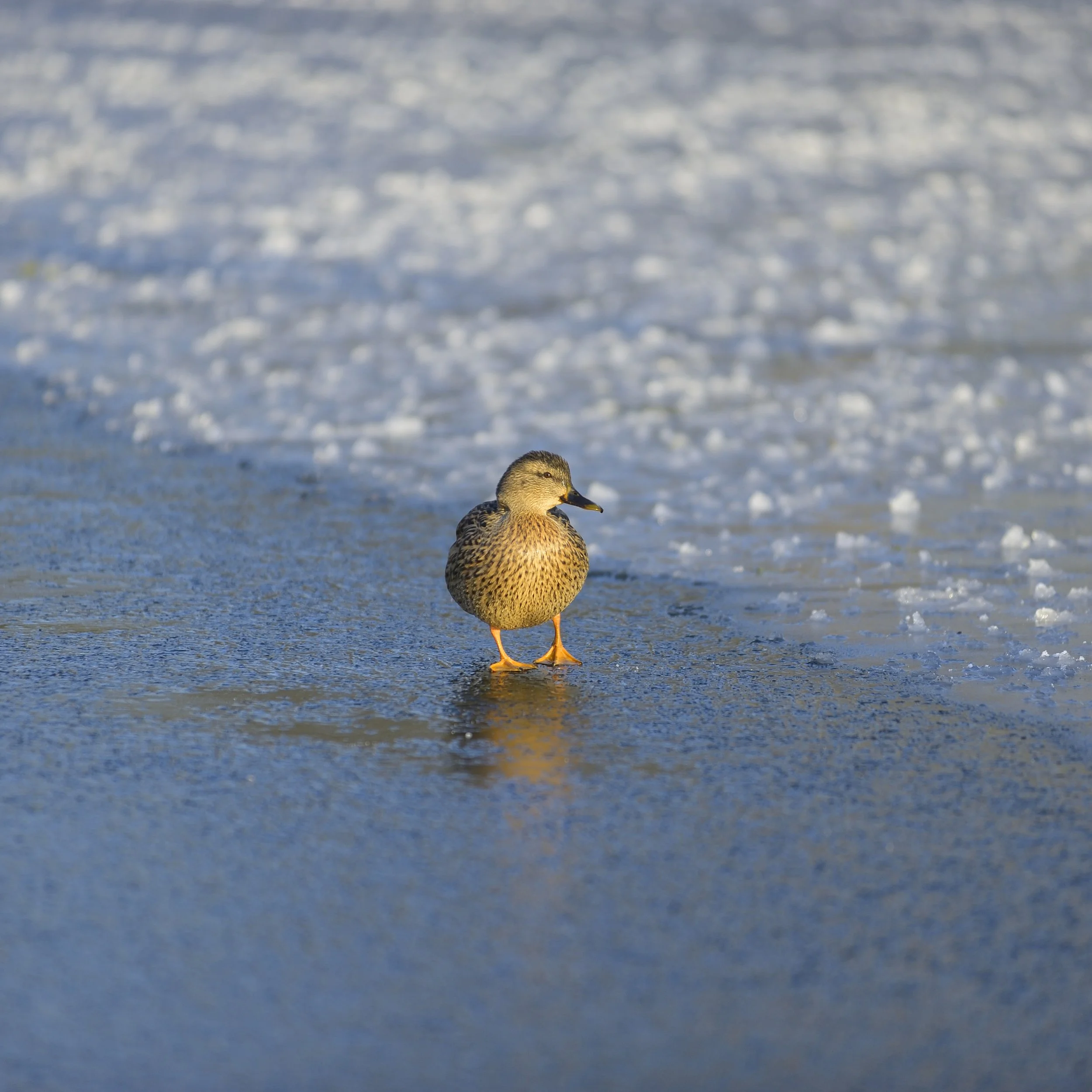 Canard sur glace 