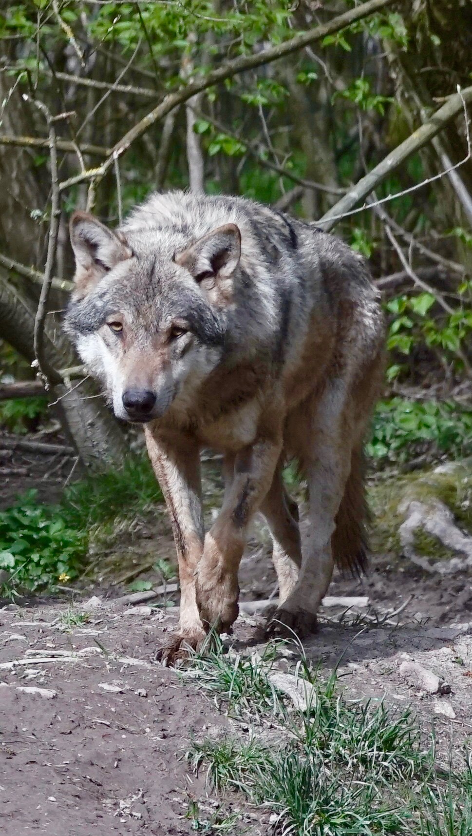 Un loup marche dans une forêt dense avec des branches et des feuilles vertes en arrière-plan.