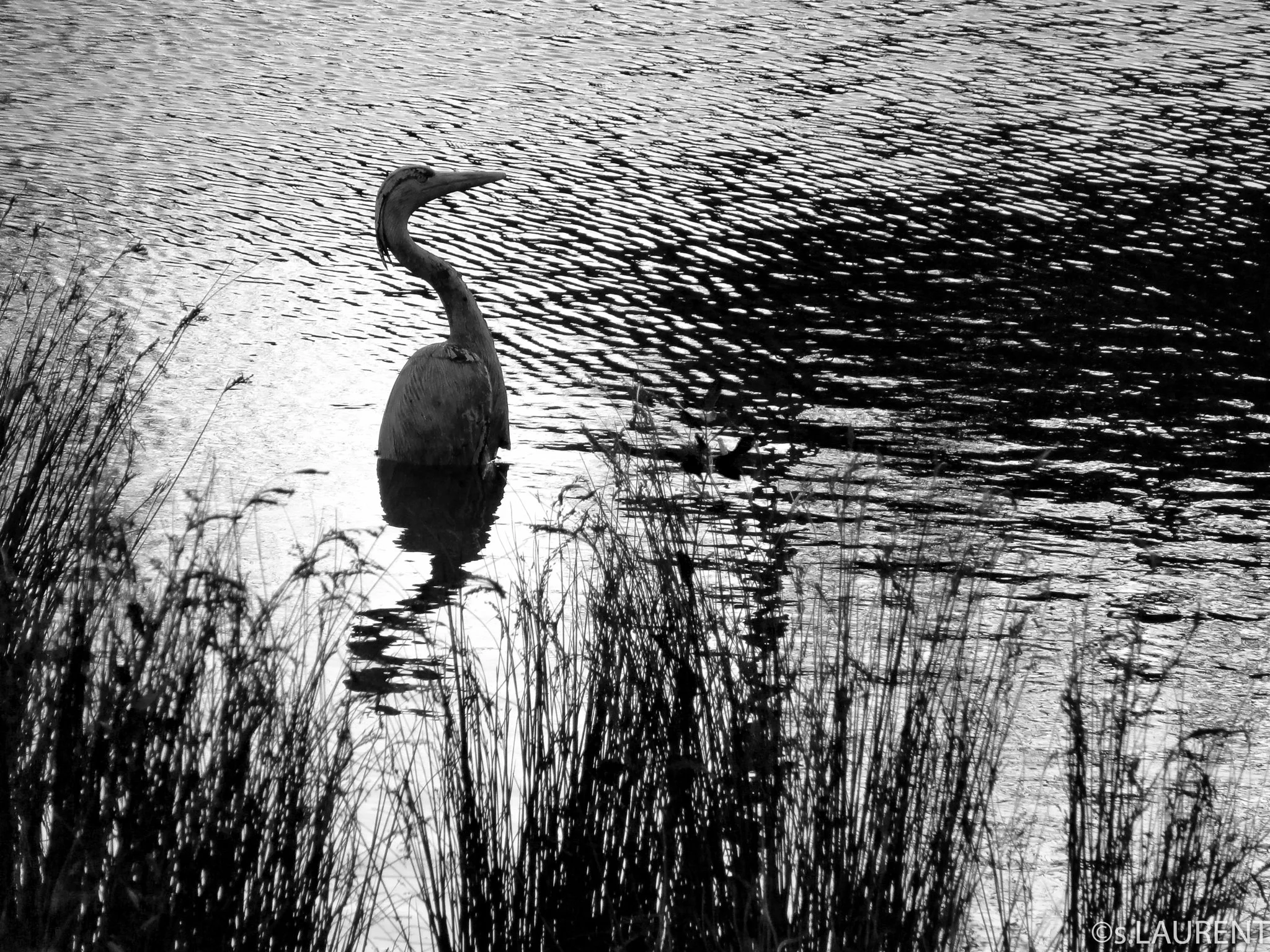 HERON noir et blanc 