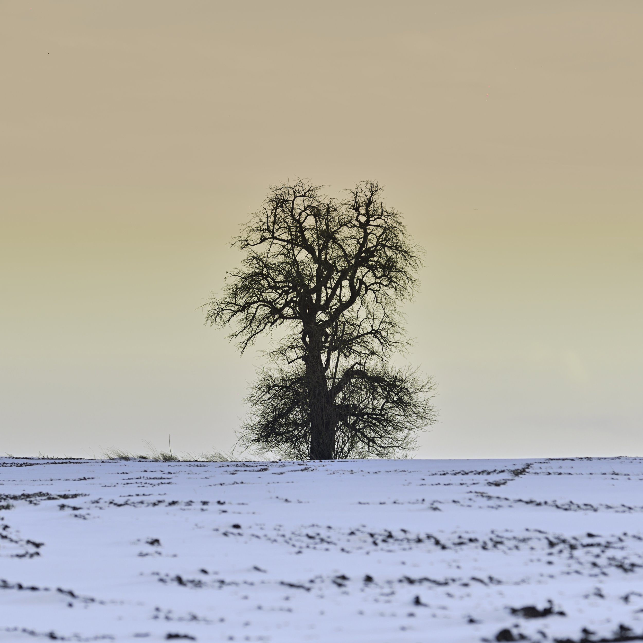 arbre solitaite campagne