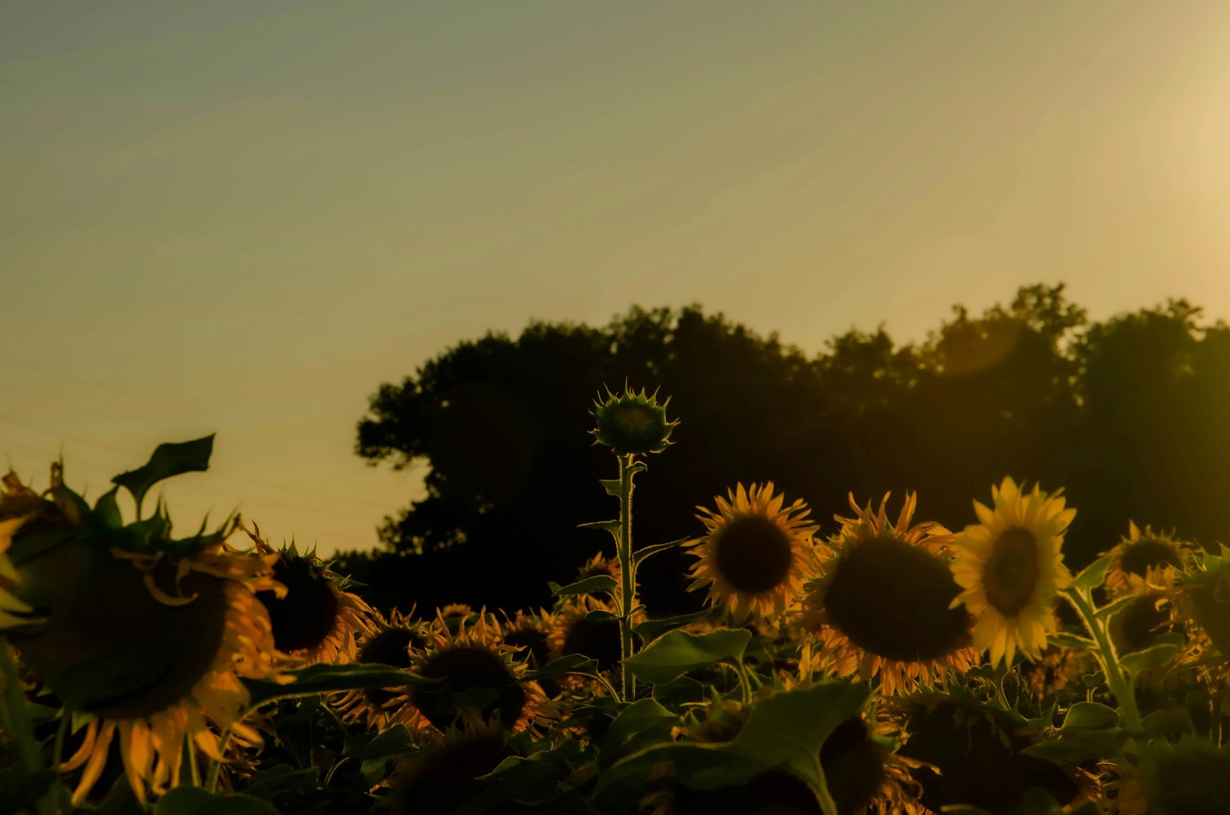 Mental Health Coverage Through Blue Shield of California
