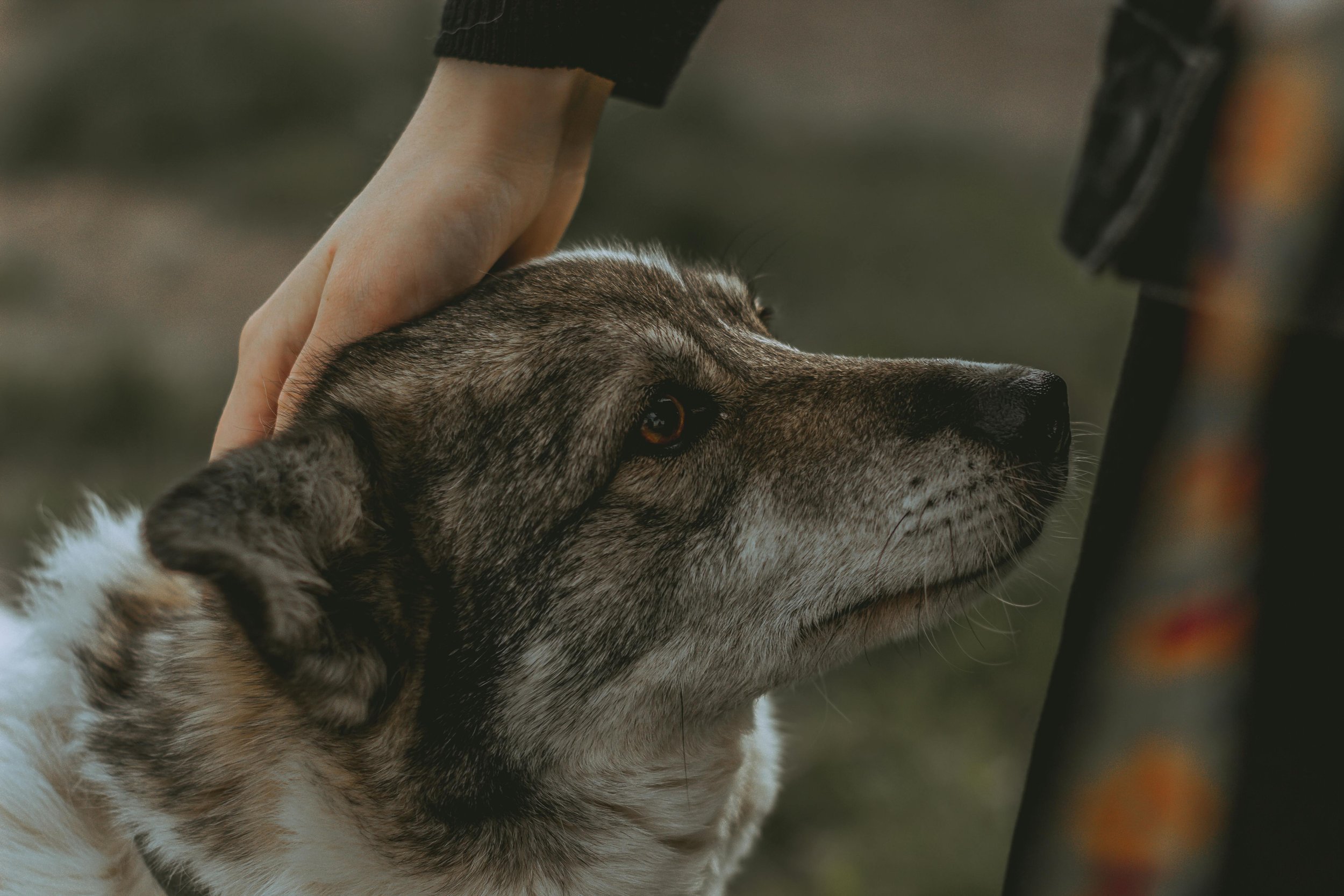 Pet Loss Therapy in California