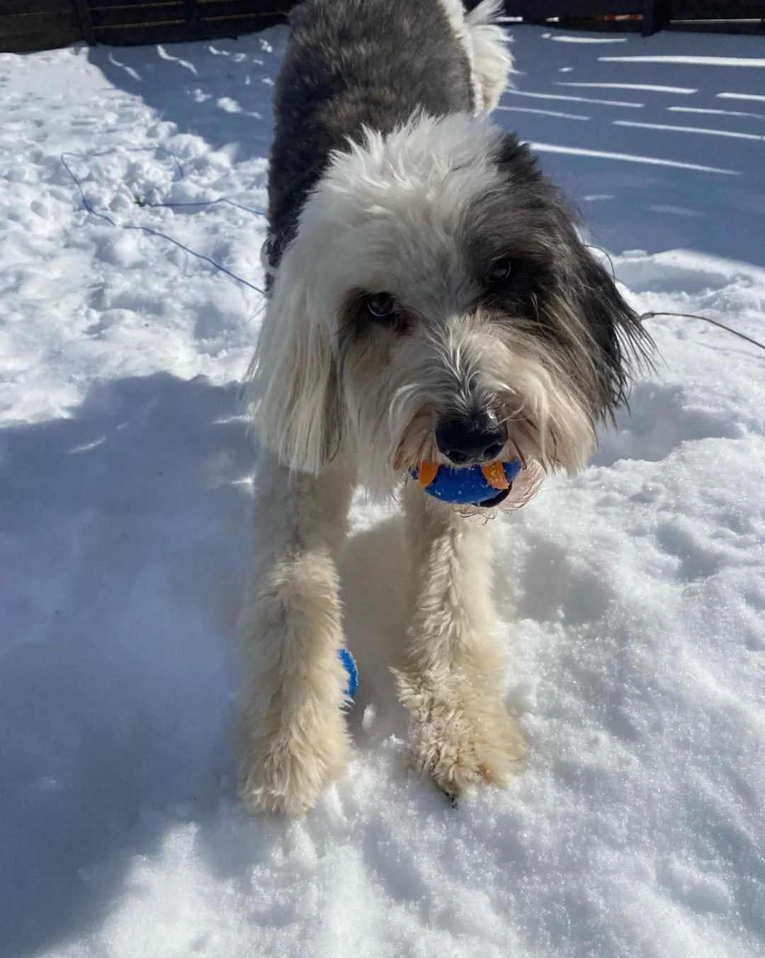 The HDR pups are wishing everyone a safe and cozy snow day! Our office will be closed on Monday, January 26. 

Please be safe if travelling today, and make sure to check on business closures this week. Follow @harrisonburgva for updates on snow remov