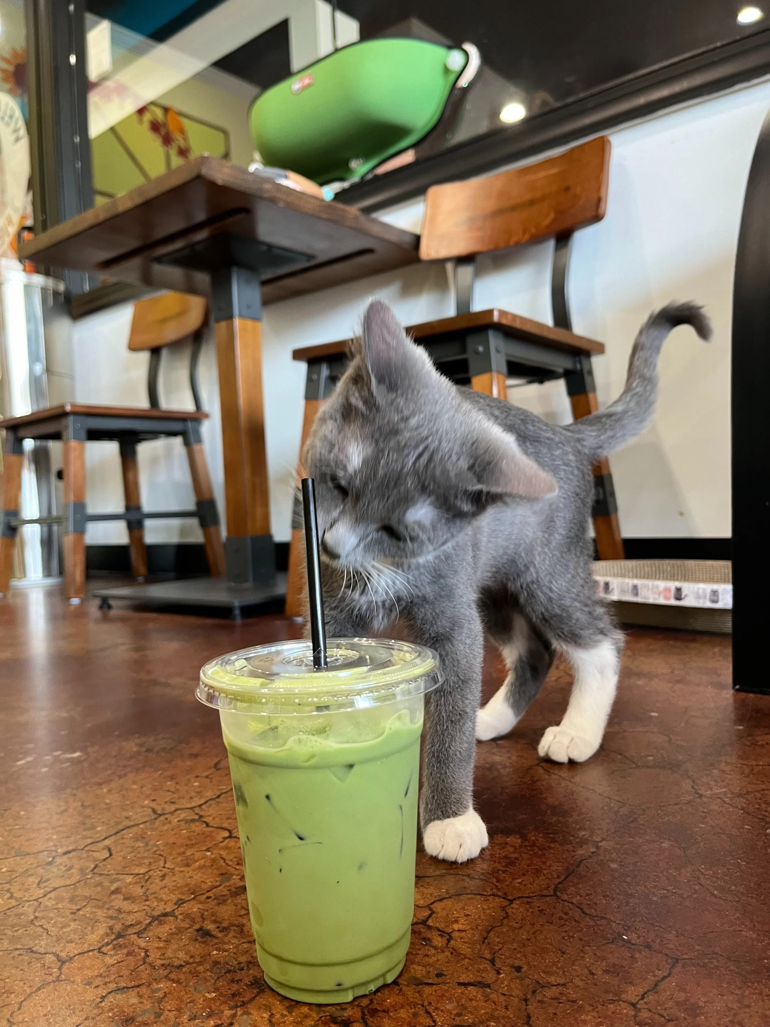 Aristocat Cafe + Tea House