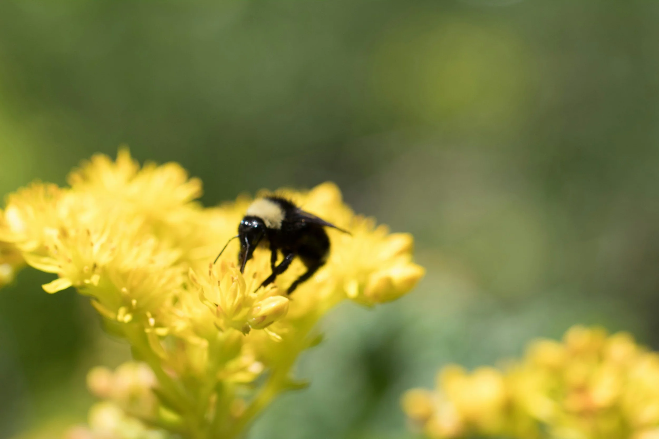 Buzzing Through Harrisonburg: A Month of Pollinators, Plants, and Community