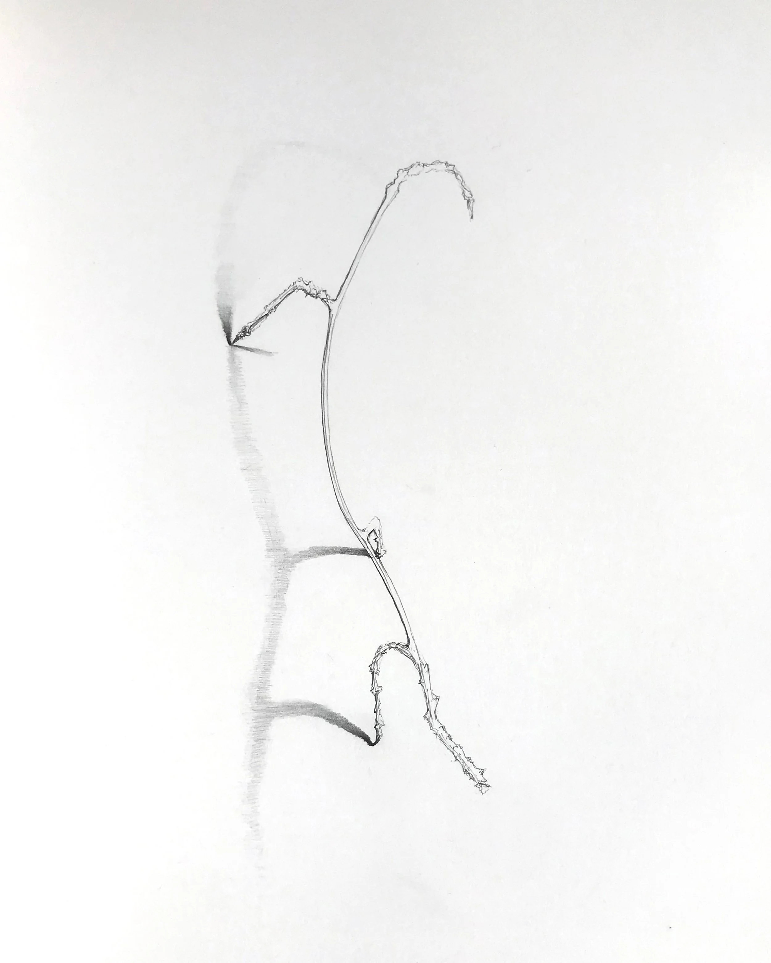 JNicholls stick insect.jpeg