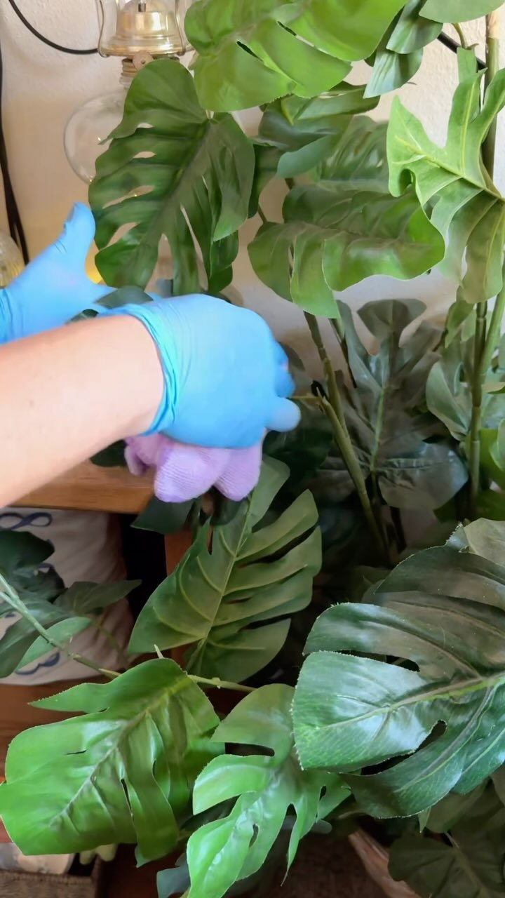 🌿House plant cleaning/dusting tip! #SanDiegoCleaningService #SanDiegoHousekeeper #SanDiegoCleaner #EscondidoHouseCleaner #OceansideHouseCleaner