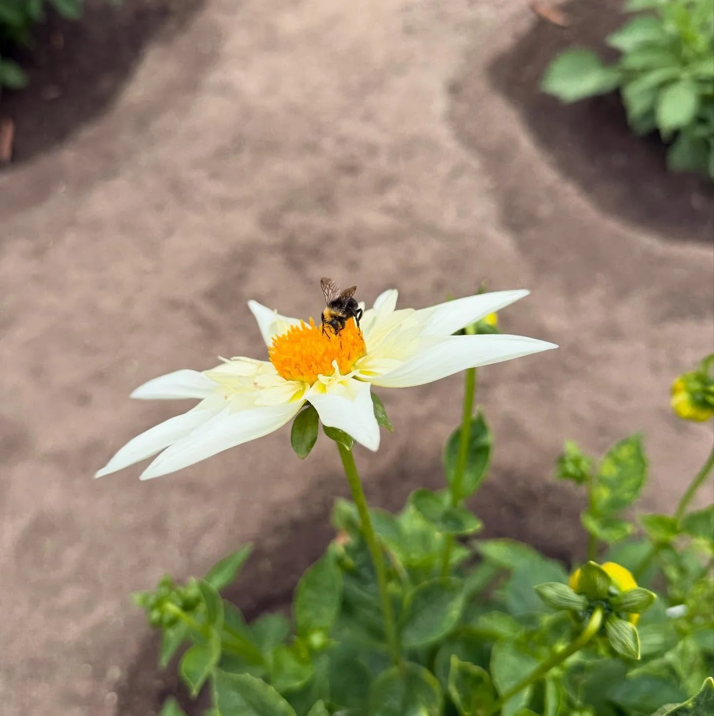 Buzz 🐝&hellip; a moment of recognizing &mdash; remember, even when our impact looks small, we may never know how far it reverberates. &thinsp;
&thinsp;
Bees are so powerful! Pollination, honey, economic, biodiversity, inspiration, innovation 🌺 &thi