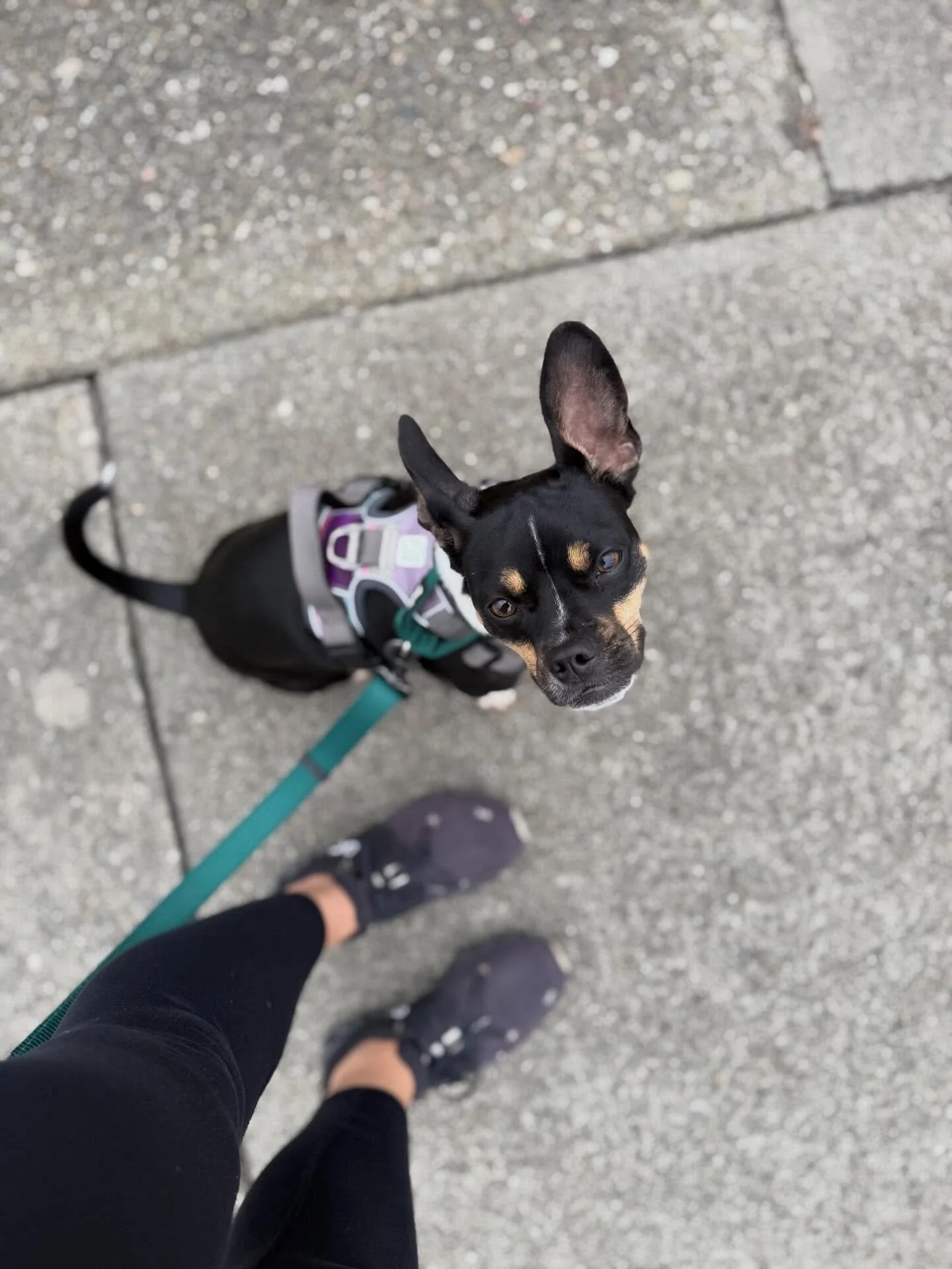 Whoops! It&rsquo;s been a minute since we&rsquo;ve dropped a post ⏳&thinsp;
&thinsp;
The puppy from all that puppy spam is getting bigger and learning so much! 🐾 and meanwhile ...&thinsp;
&thinsp;
☝🏼We have some openings coming up for OT (+feeding 