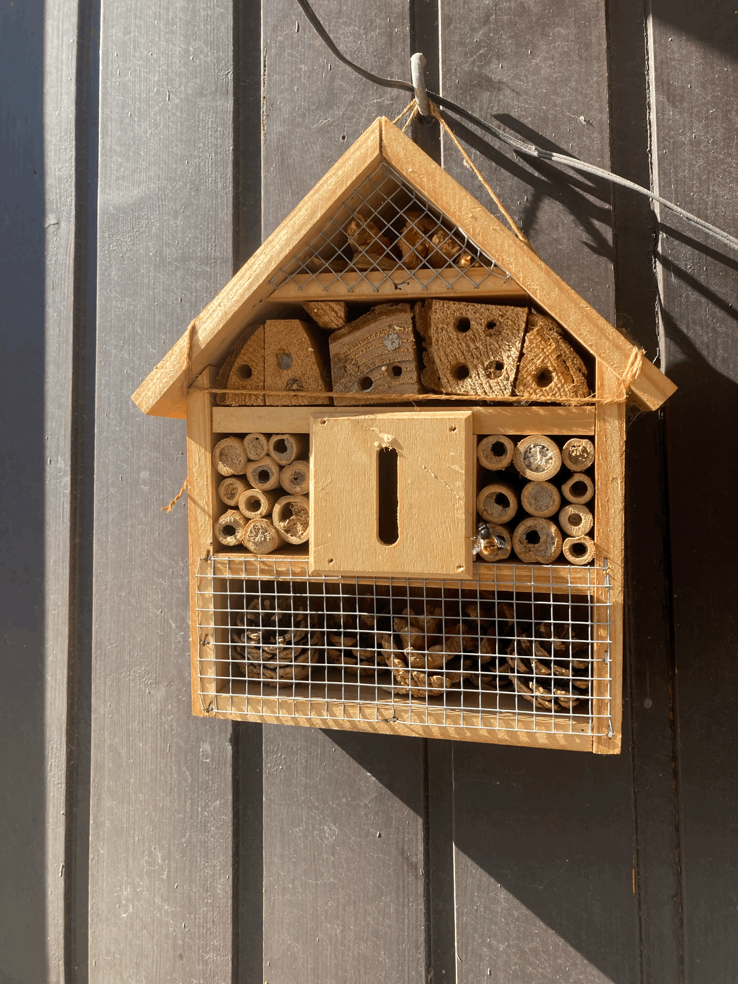 Die Bienen sind wieder da