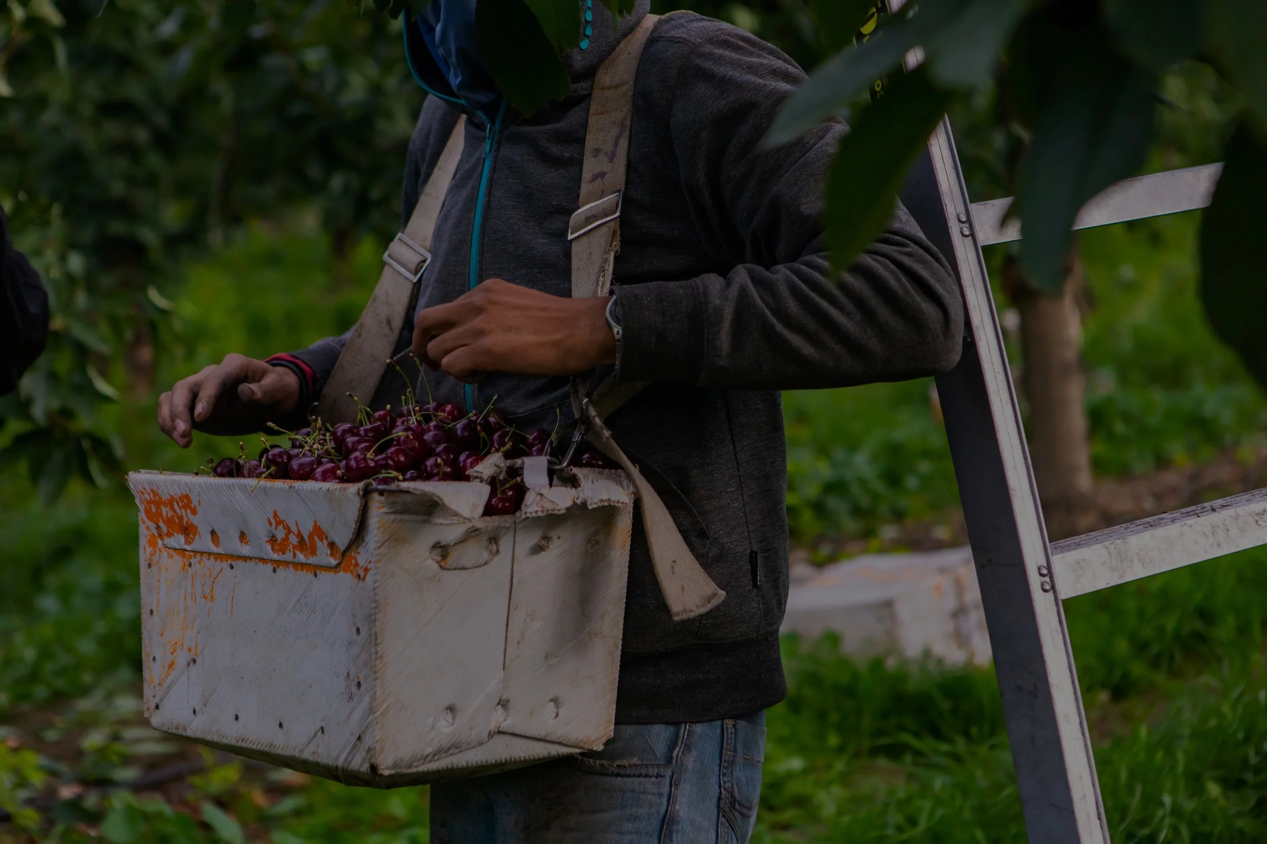 Person harvesting cherries, holding a container filled with cherries in an orchard.