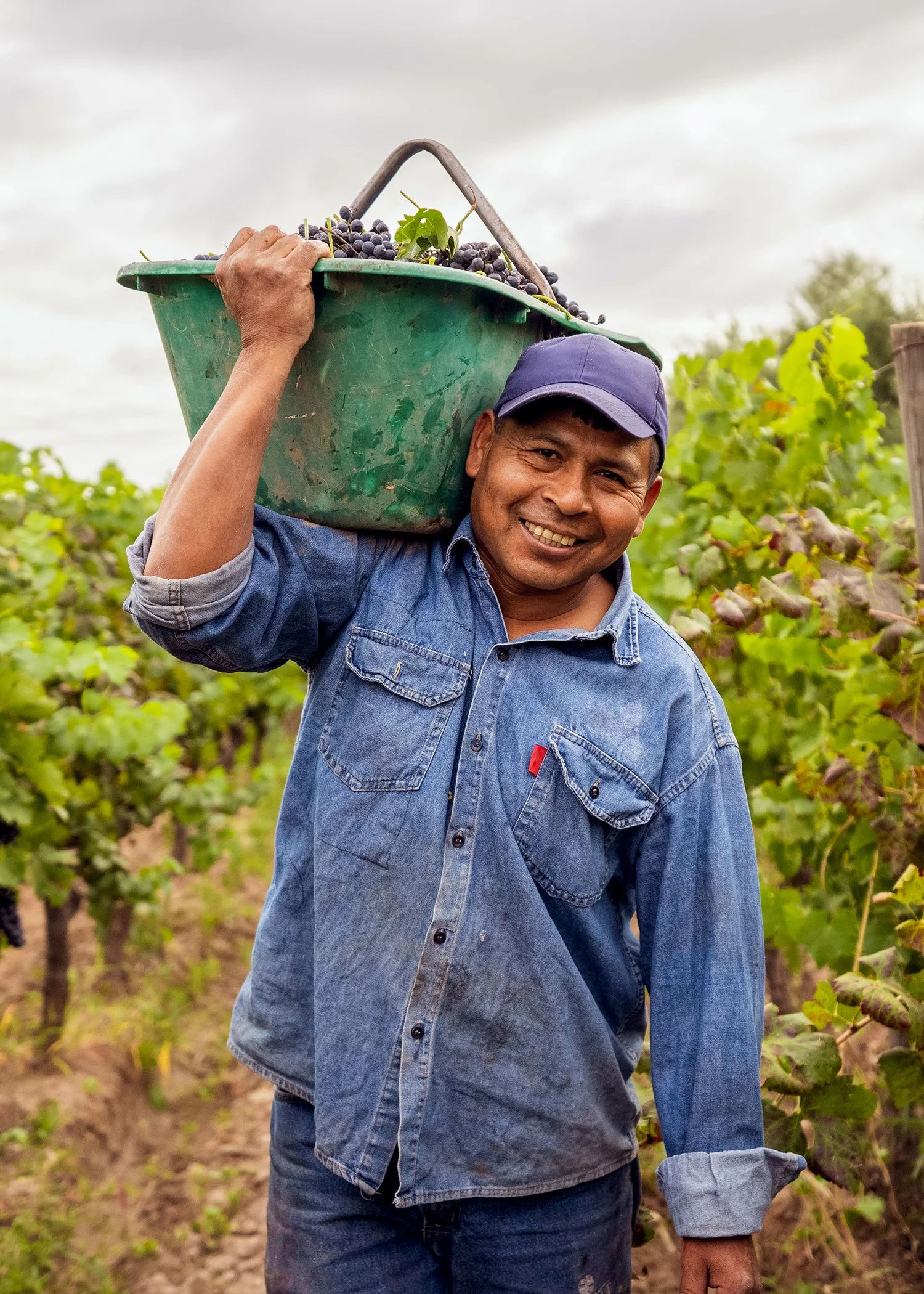 Man carrying a bucket of grapes in a vineyard.