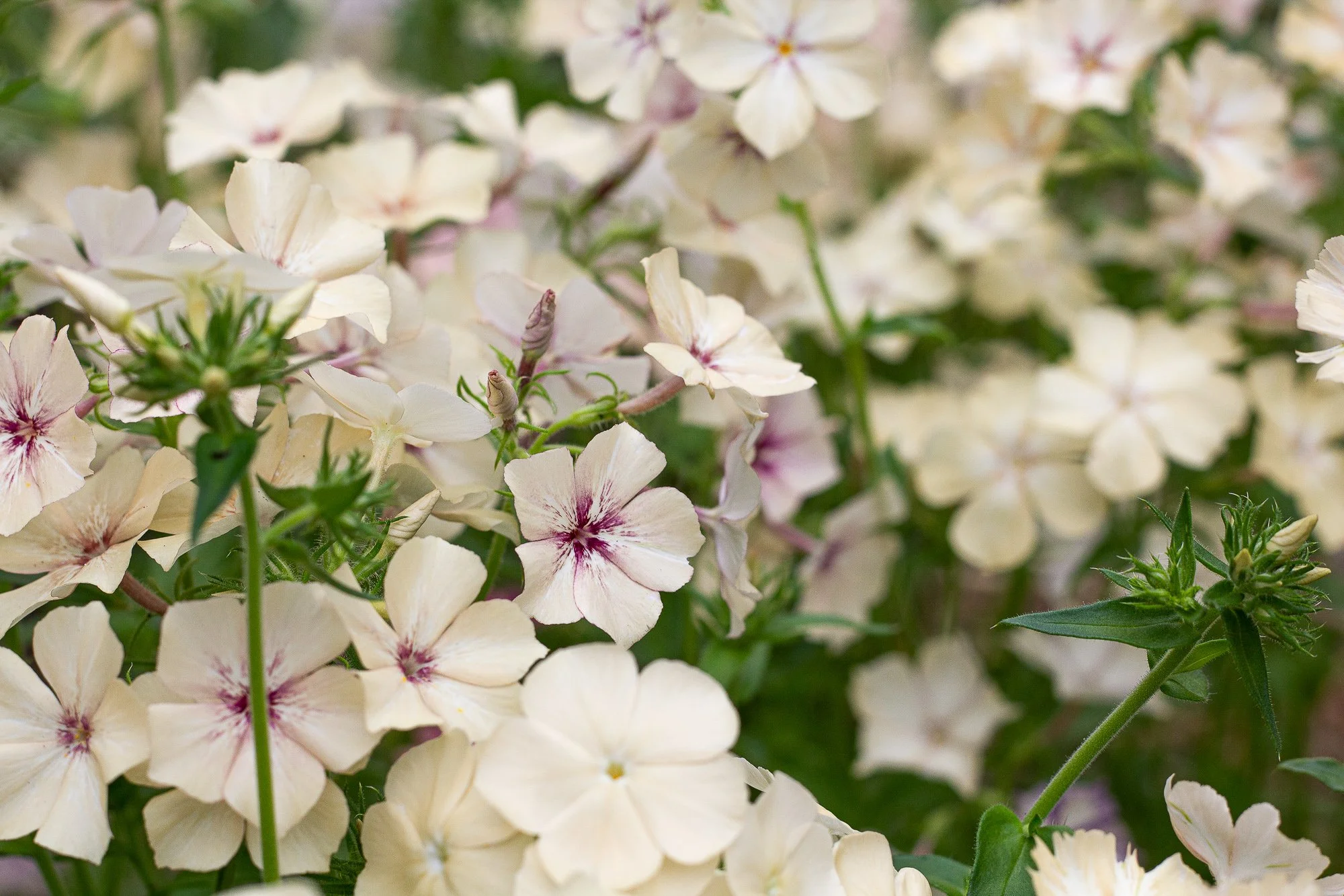 IMG_7508For Web75Web.jpg