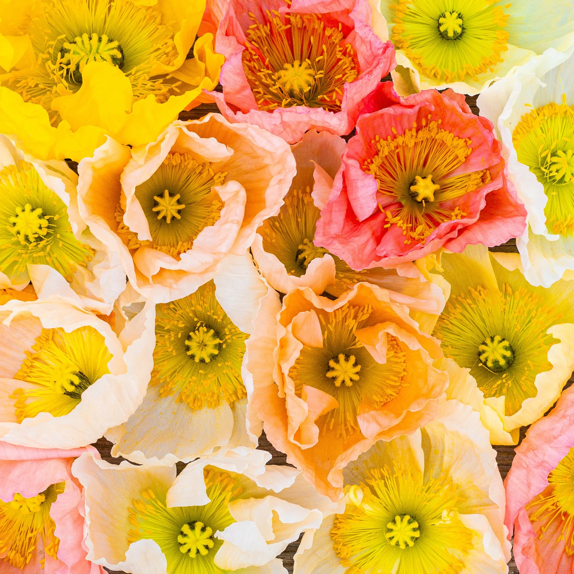 IMG_7078For Web61Web.jpg