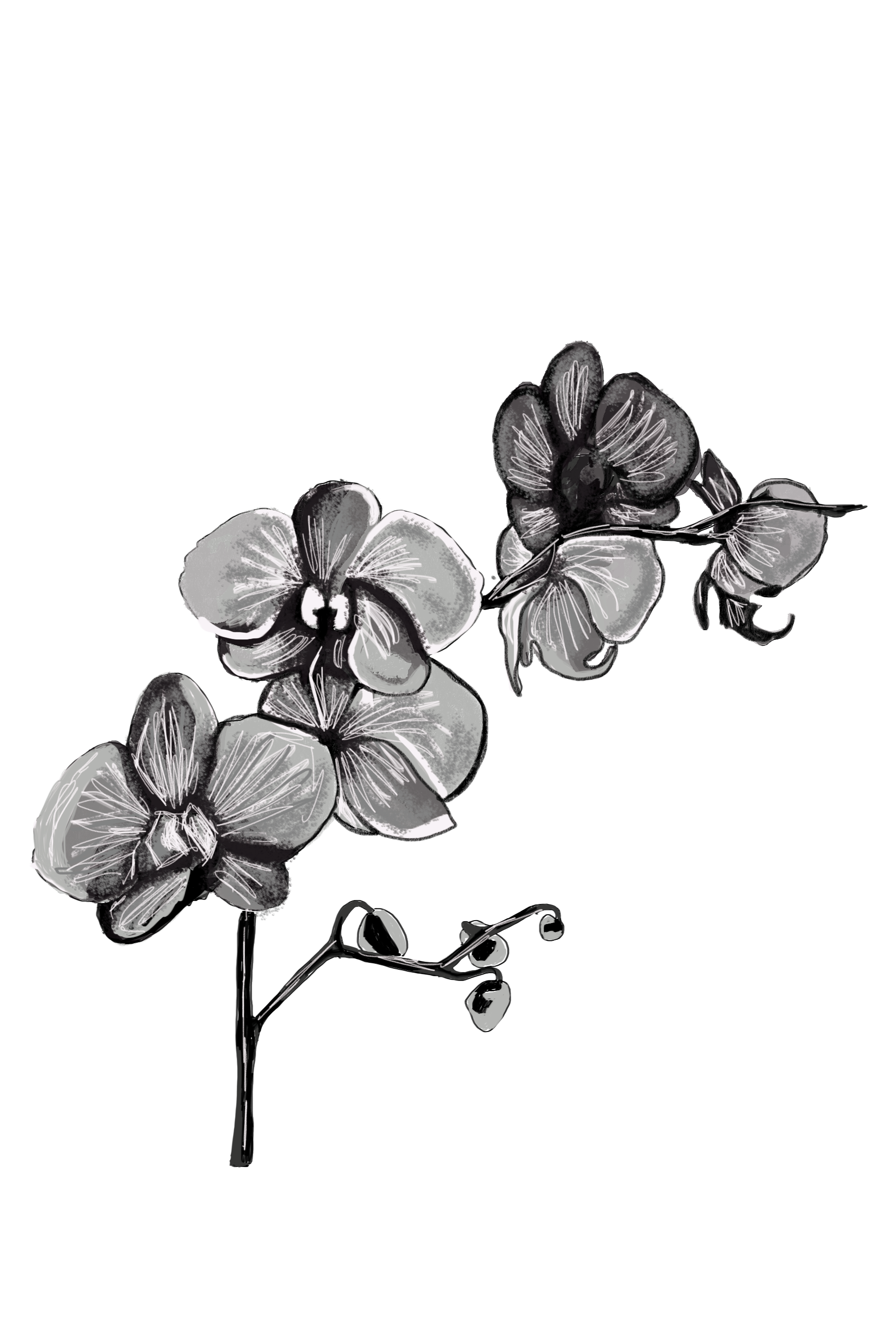 orchids.png