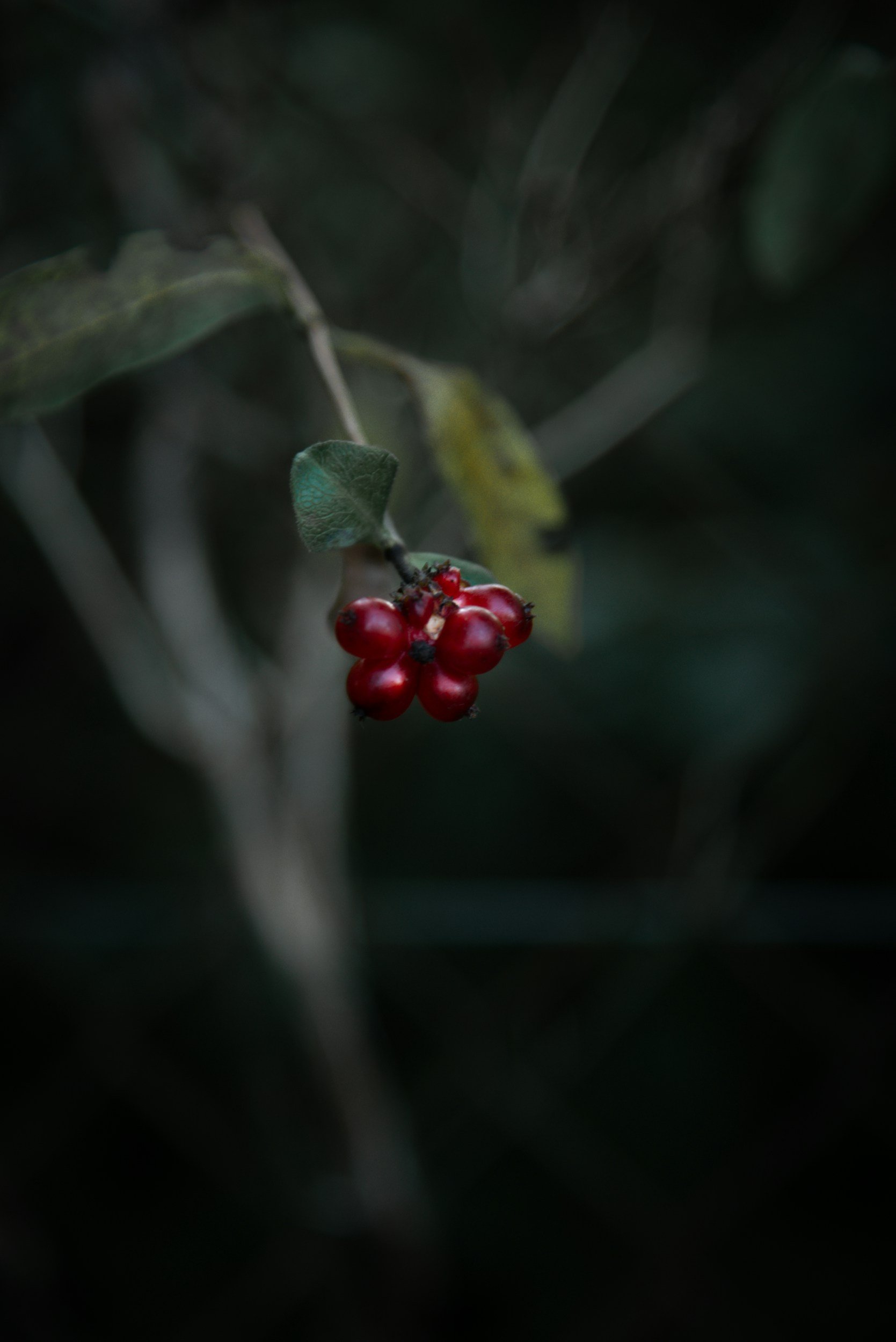 Red fruit representing fertility.