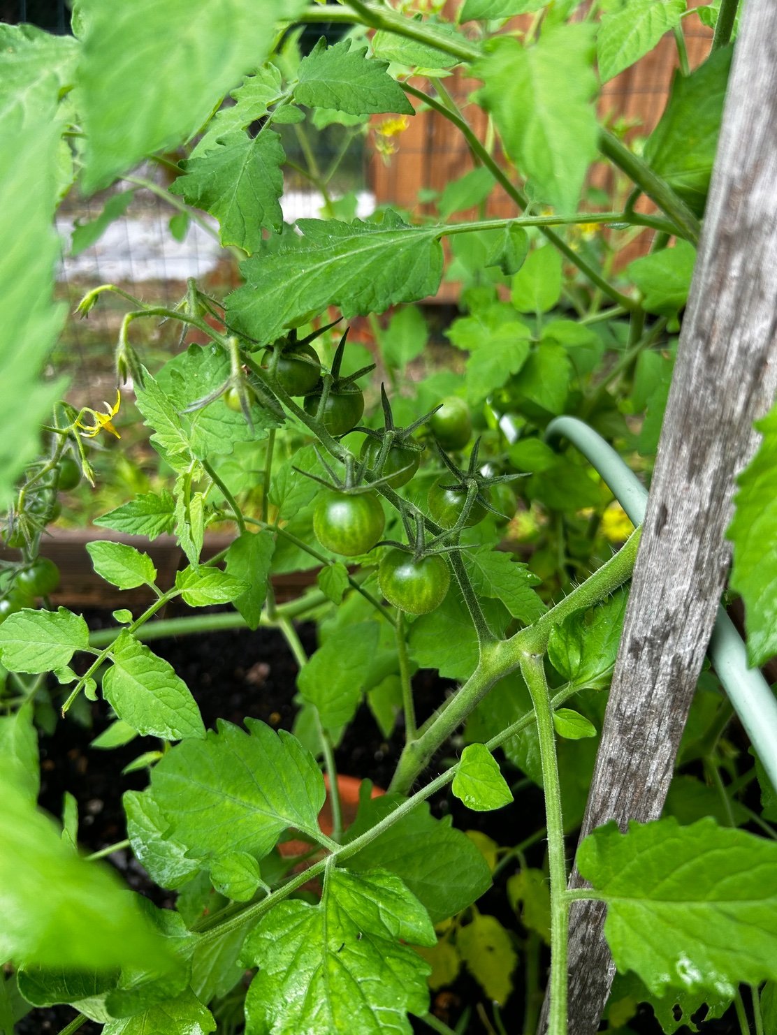 month into garden 12.jpeg