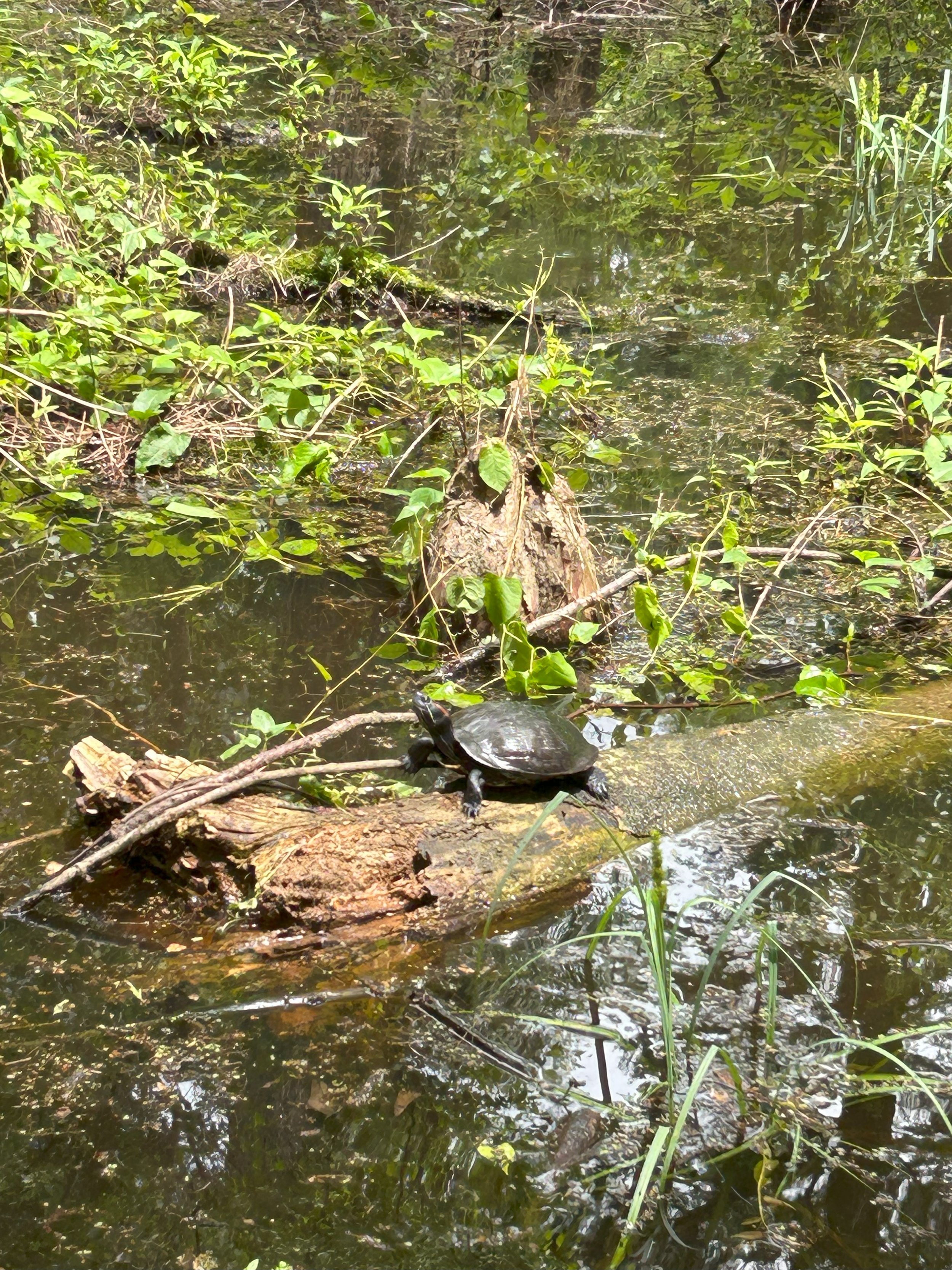 turtle.jpeg