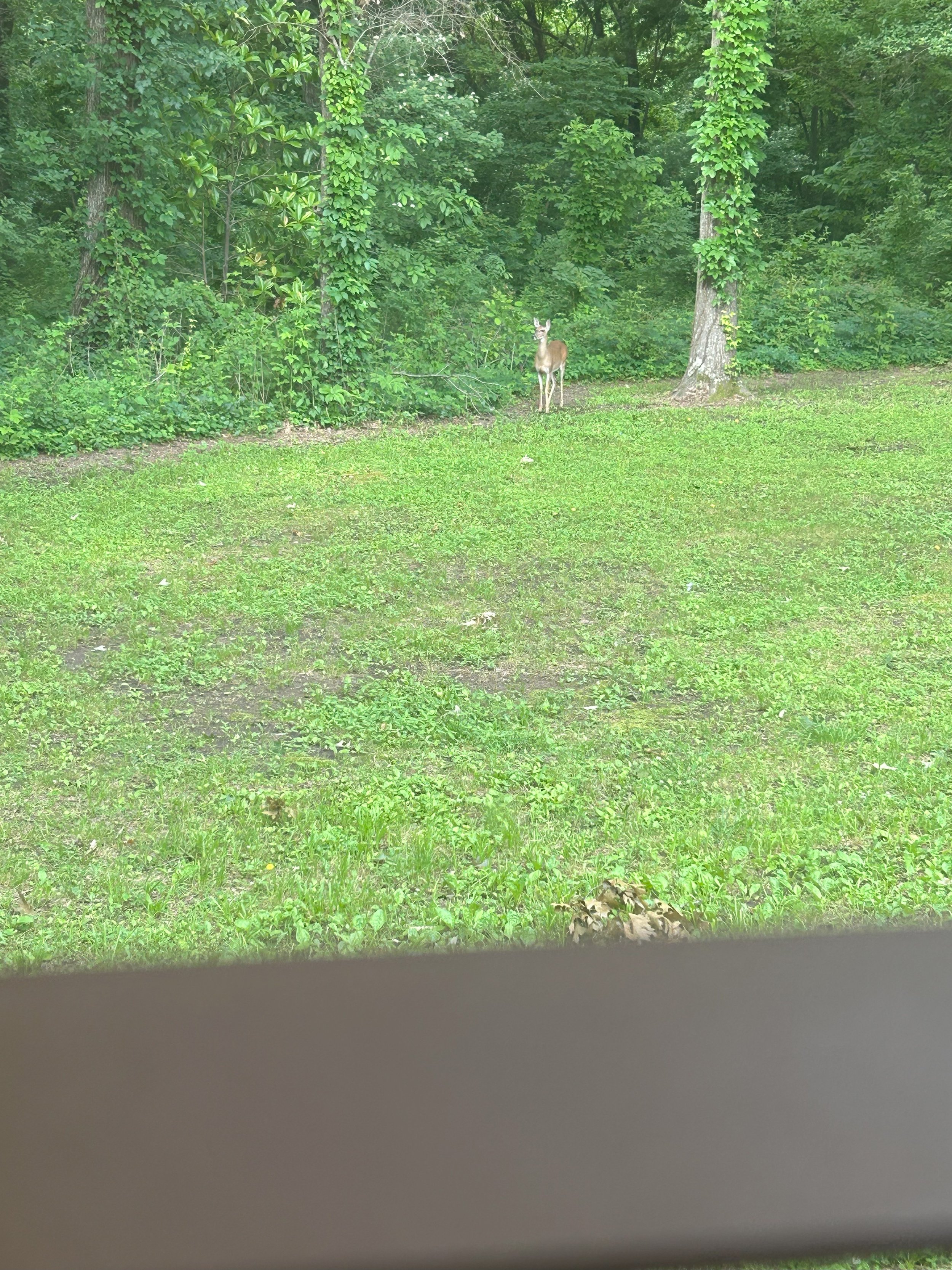 deer.jpeg