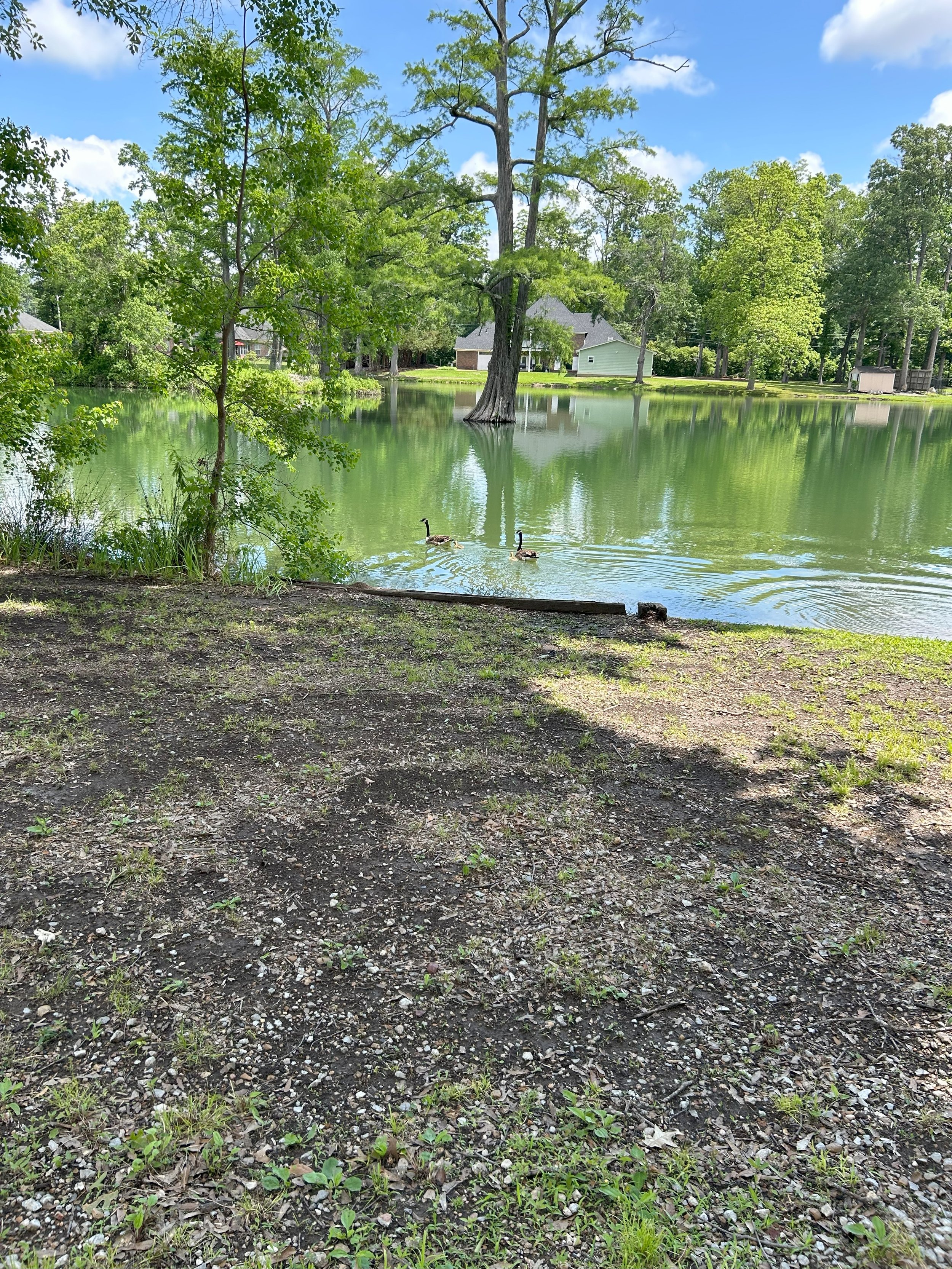 Geese on lake.jpeg