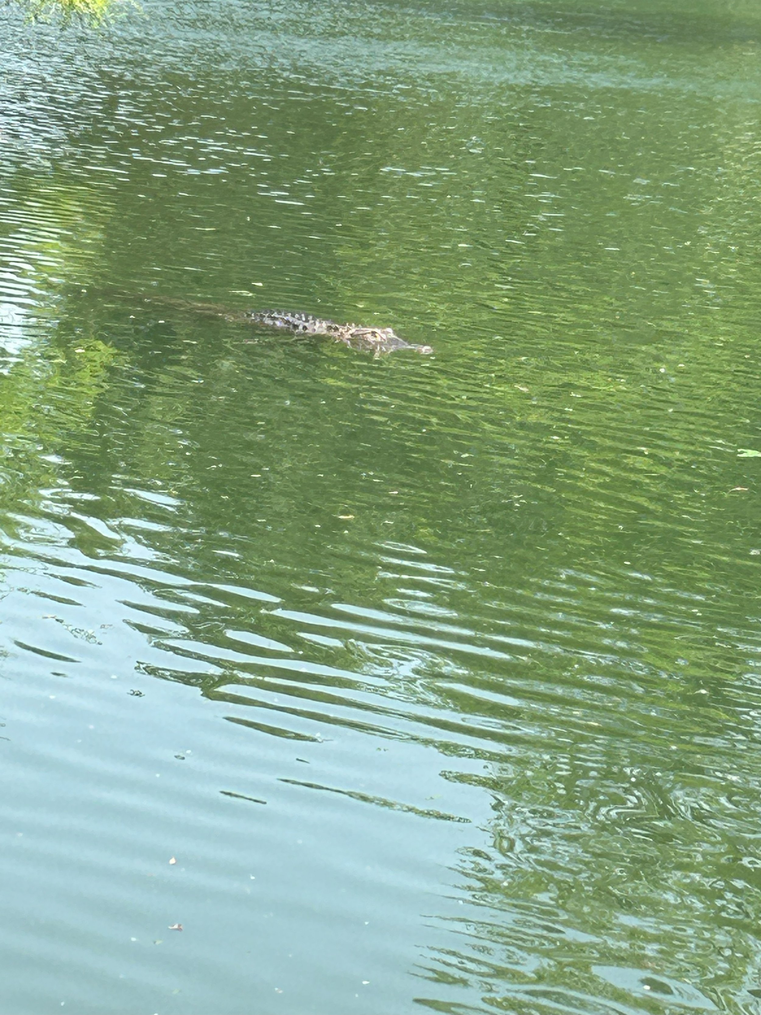 Gator.jpeg