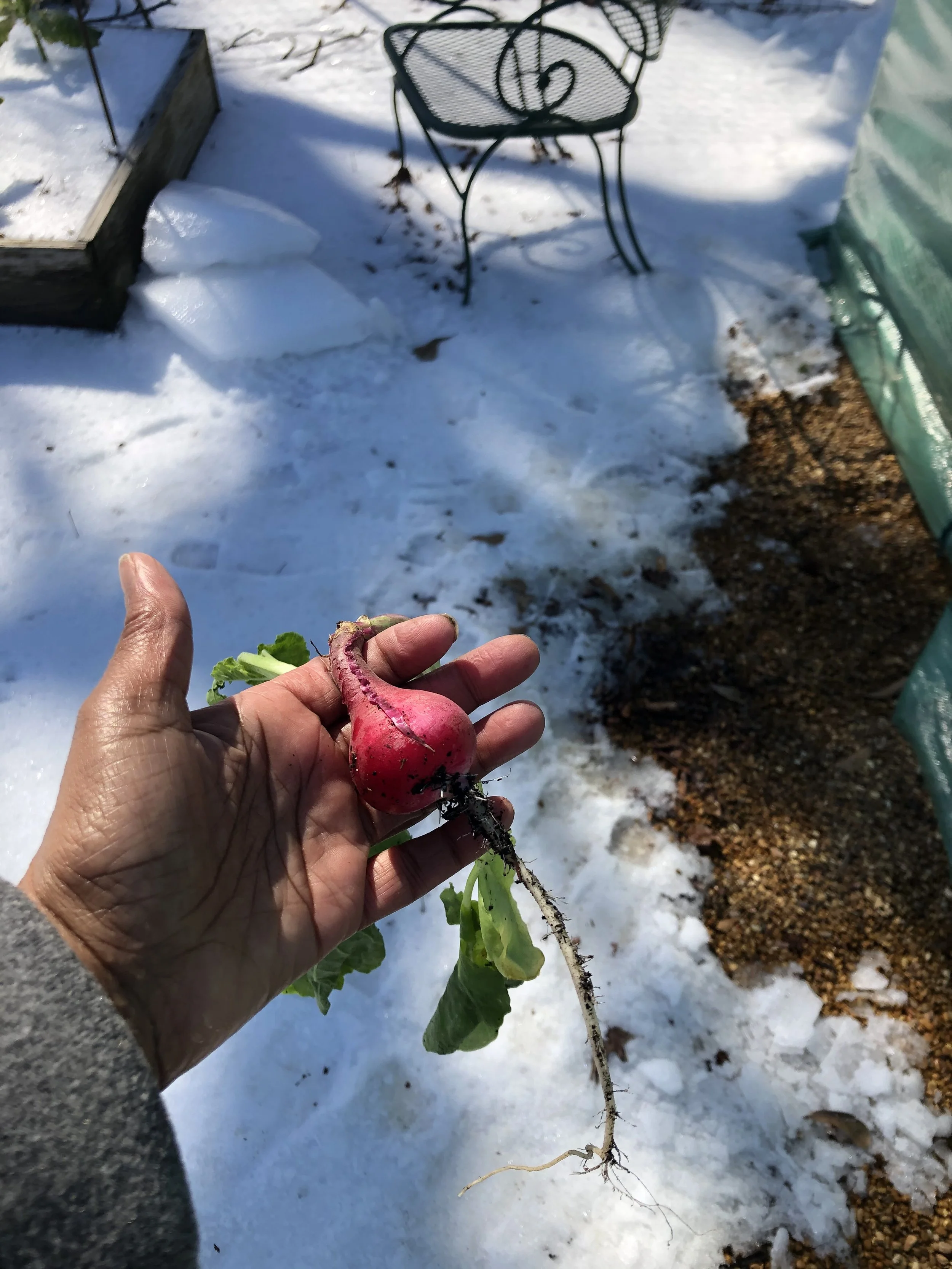 radish2c.jpg