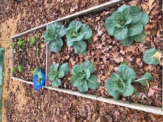 garden2.jpg