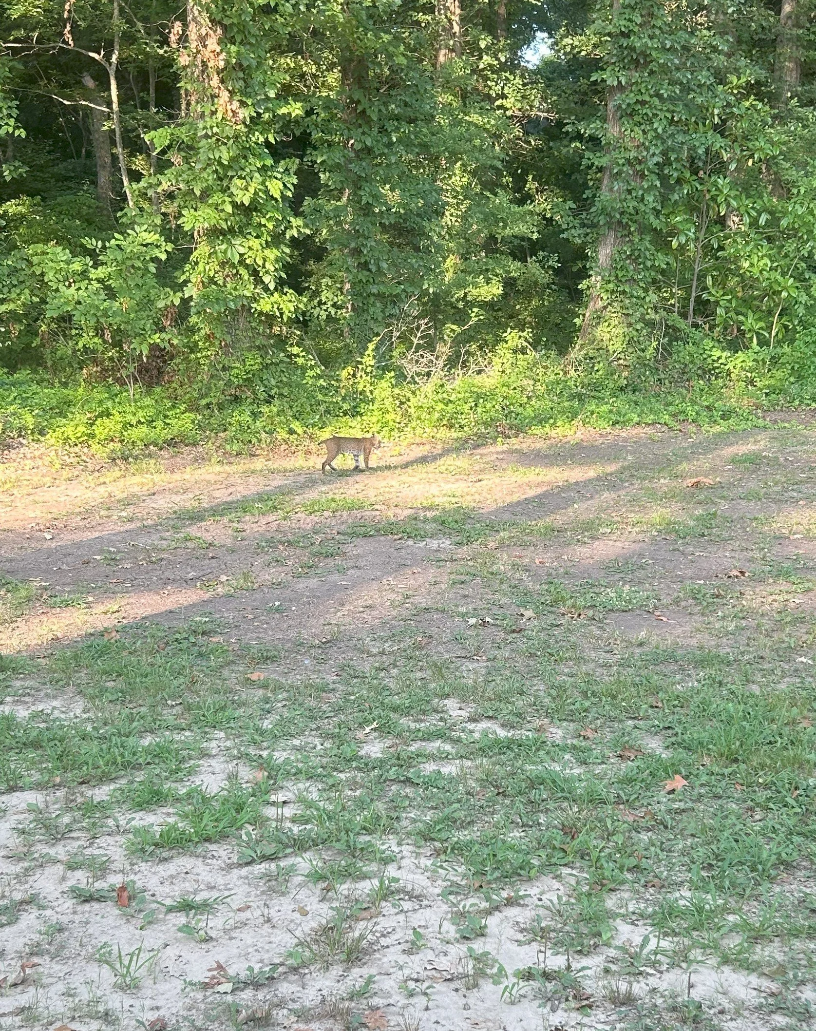 bobcat.jpg