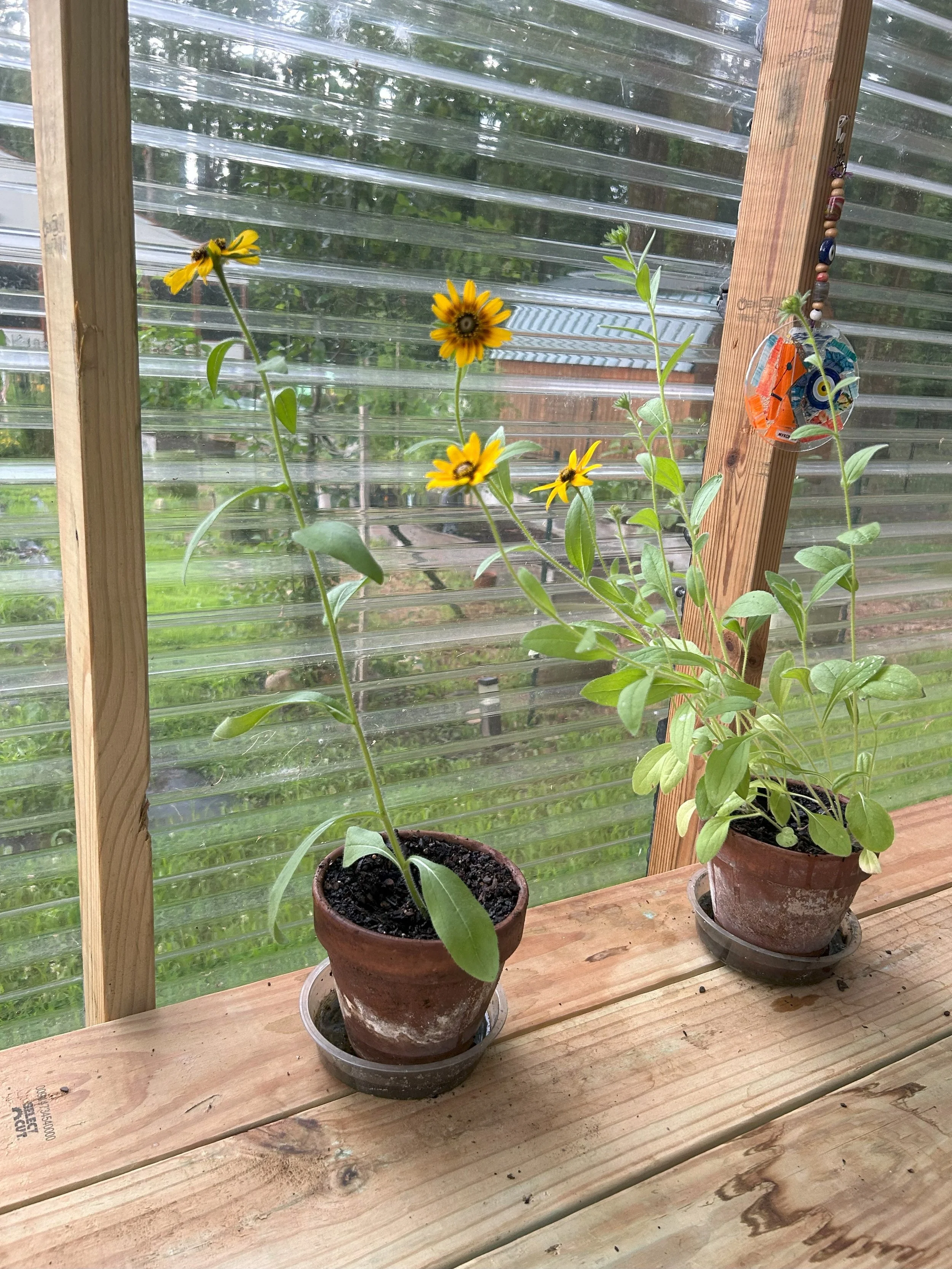 greenhouse flowers.jpeg