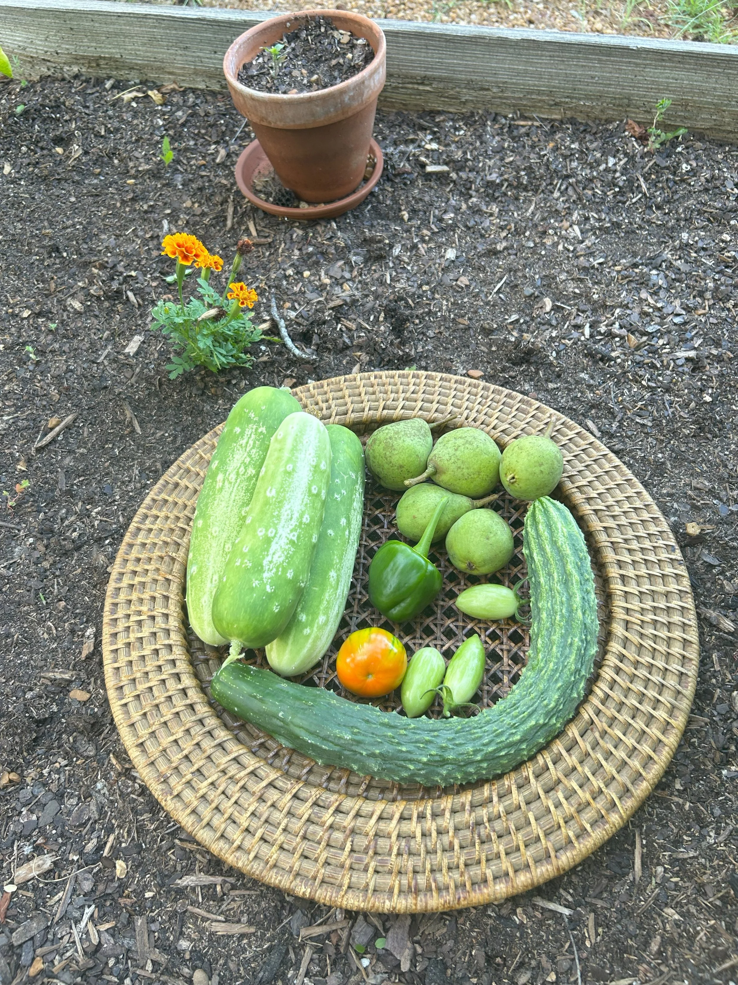 June harvest.jpeg