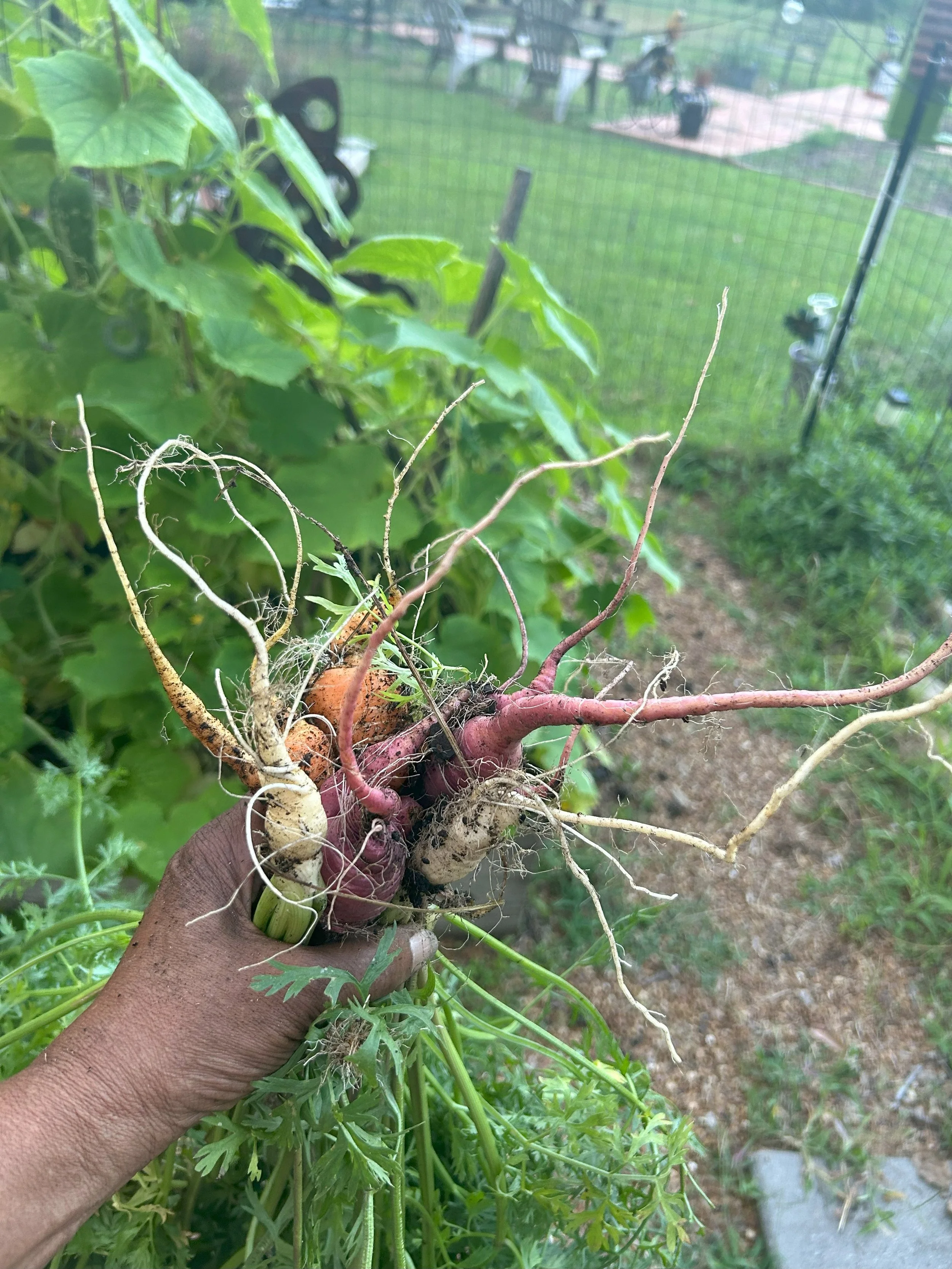 carrots 2.jpeg